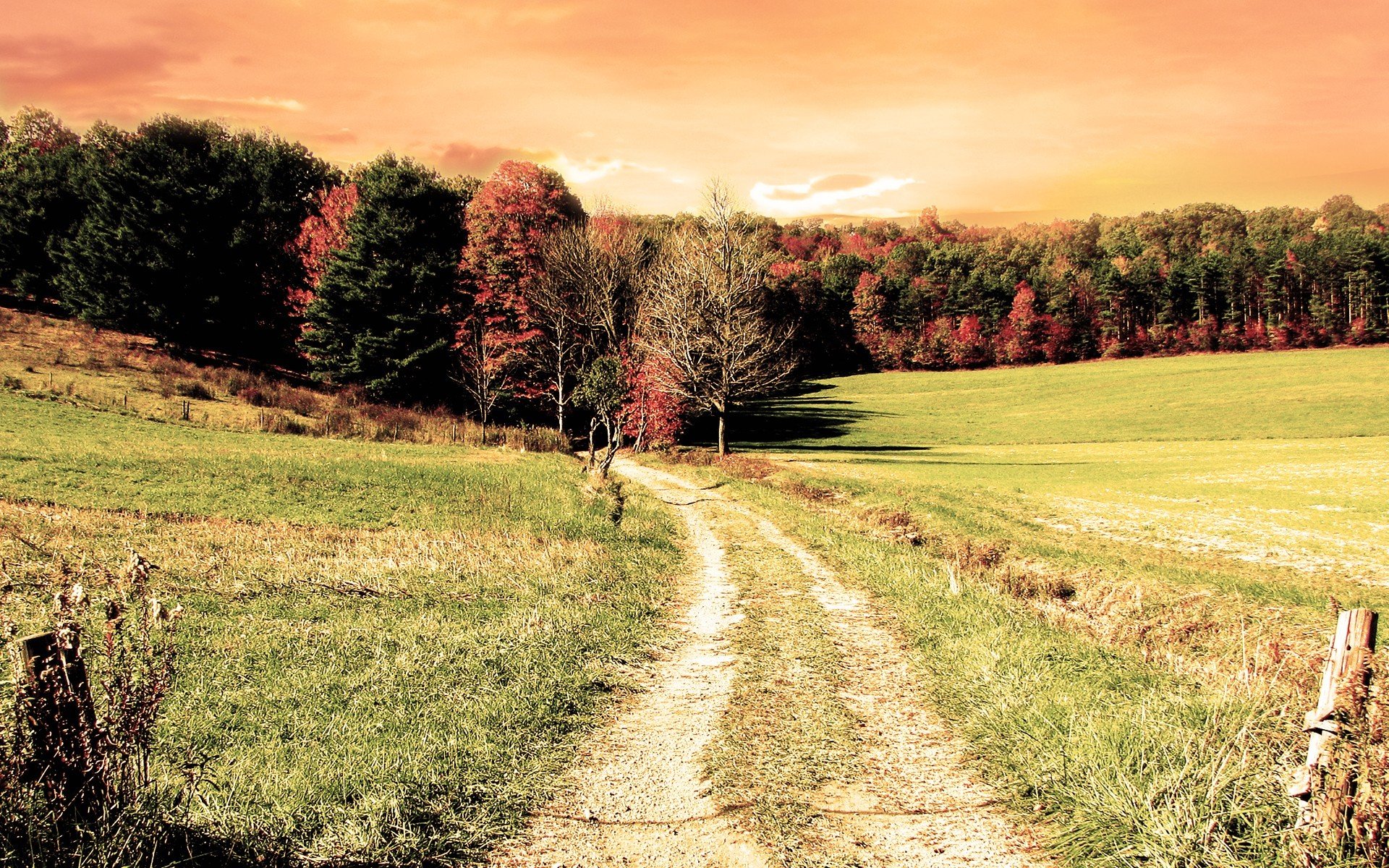 autunno alberi erba