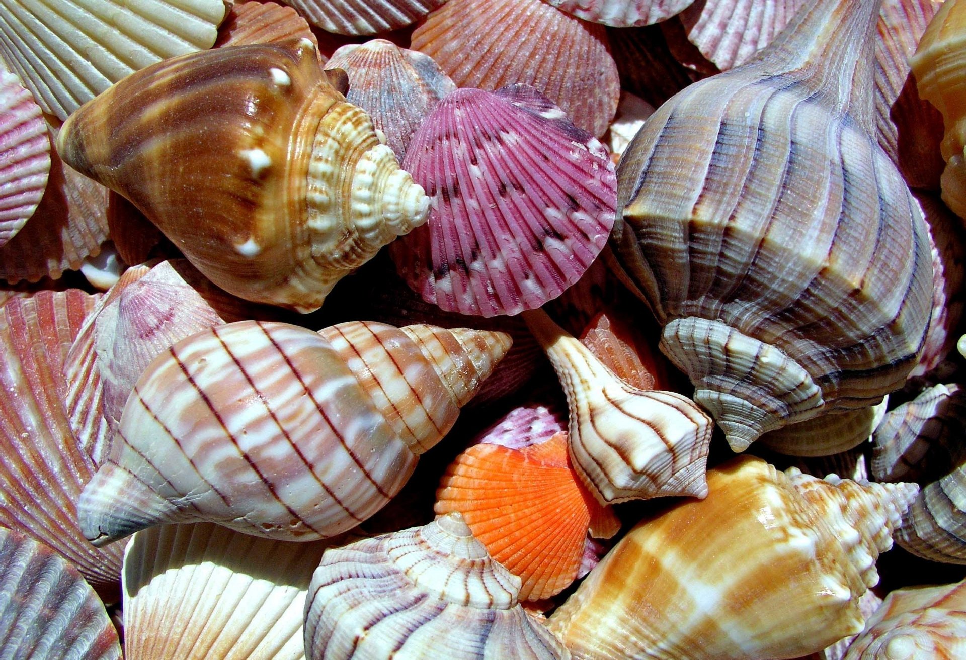 nature sea world shells color close up