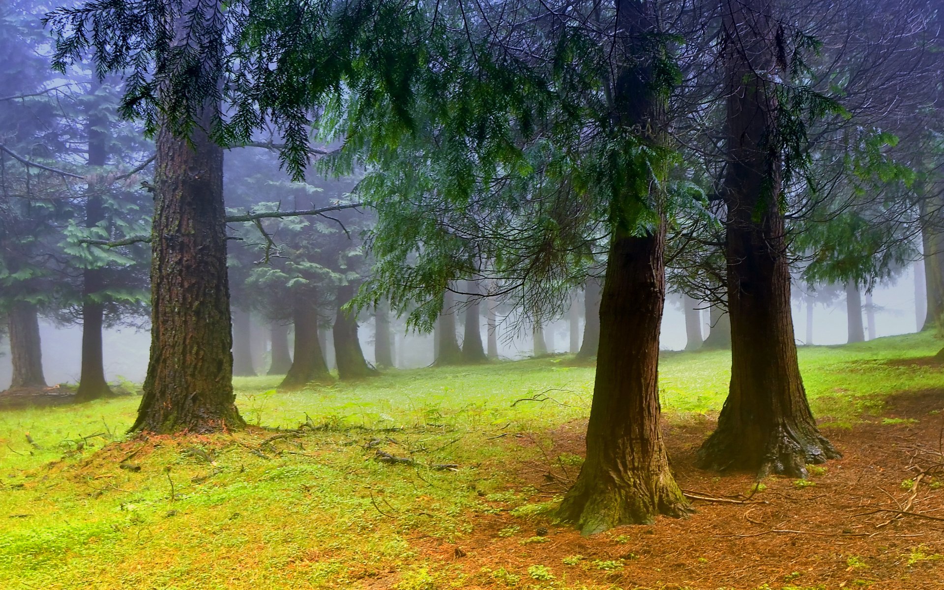 foresta alberi mattina foschia nebbia