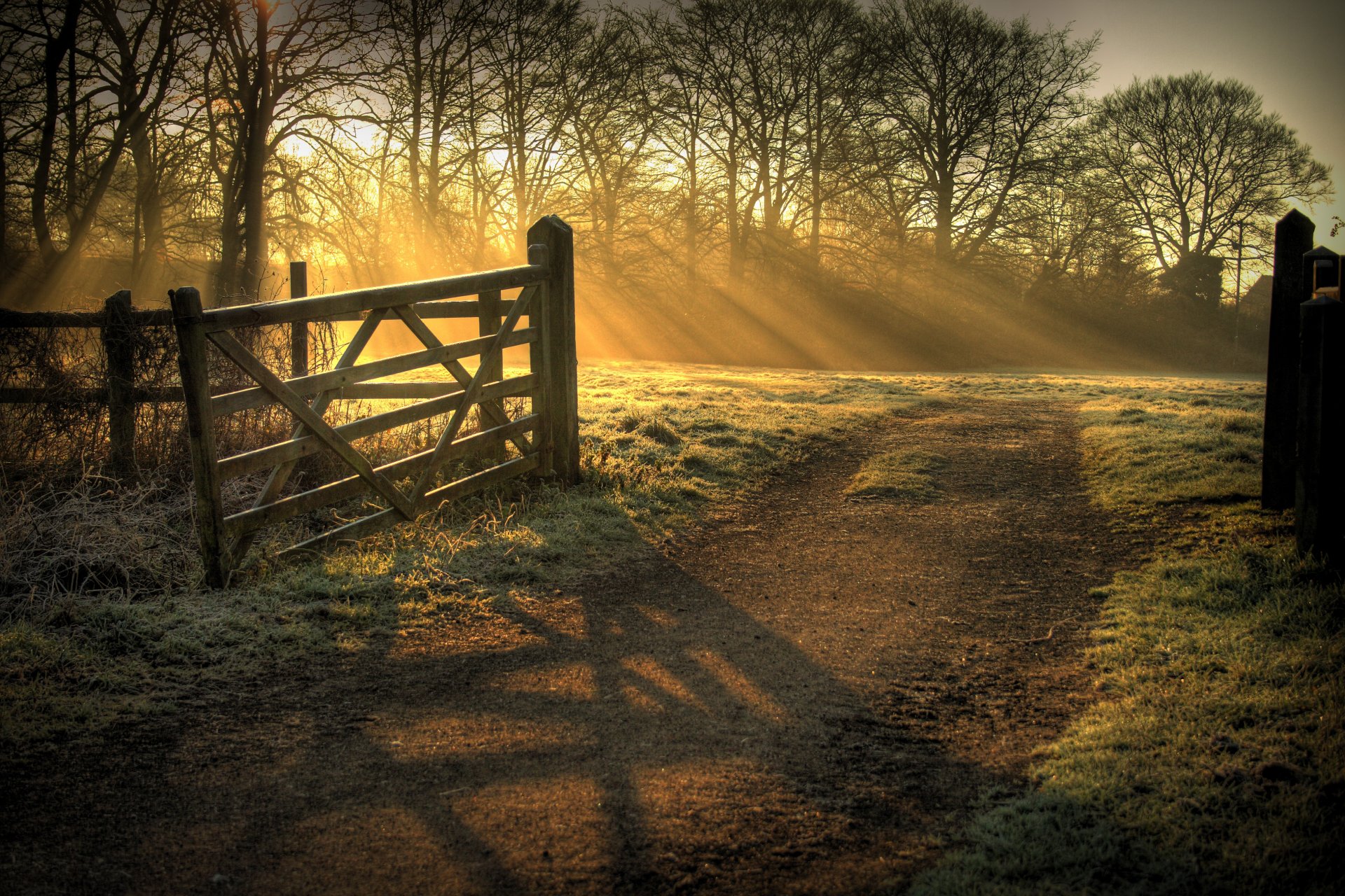 natur morgen licht strahlen