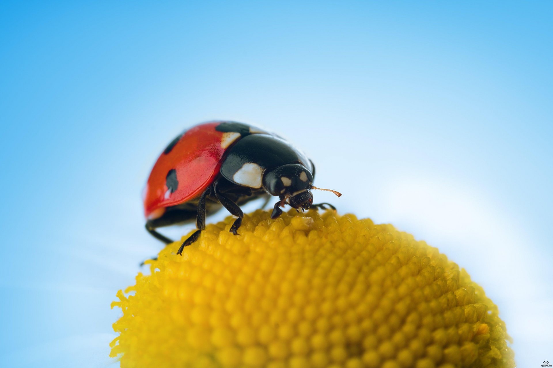 coccinelle nature feuille beauté