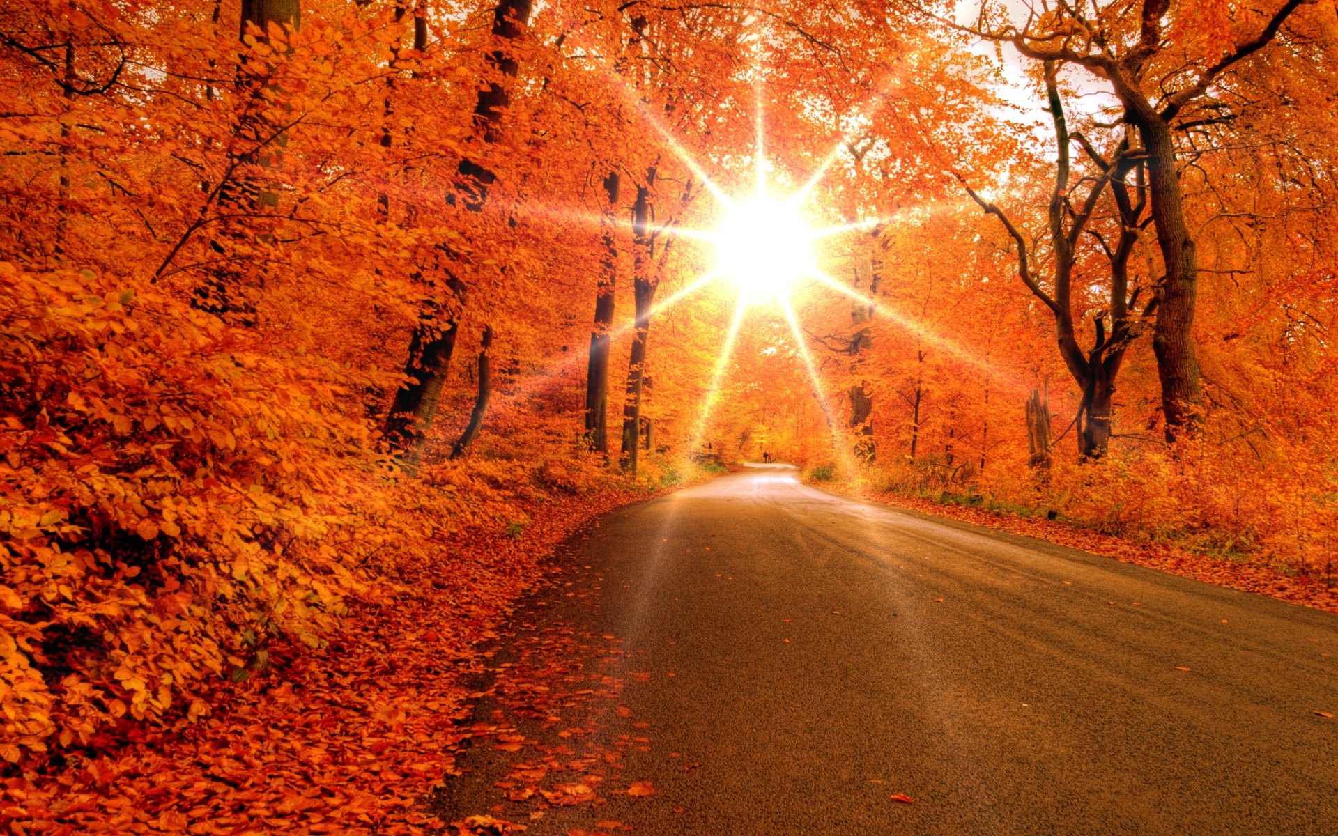 autumn forest tree leaves road sun ray