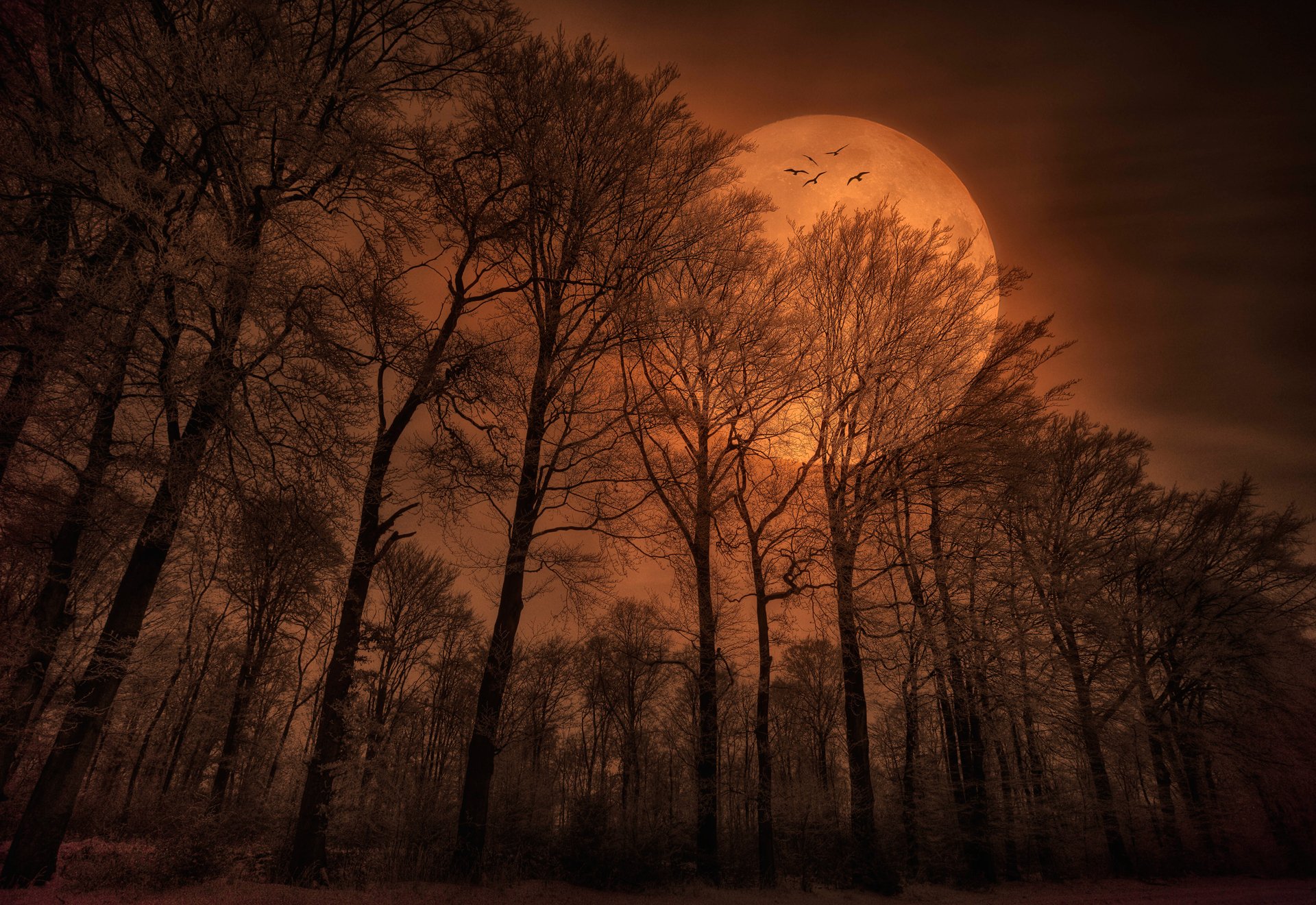 natura foresta sera luna uccelli