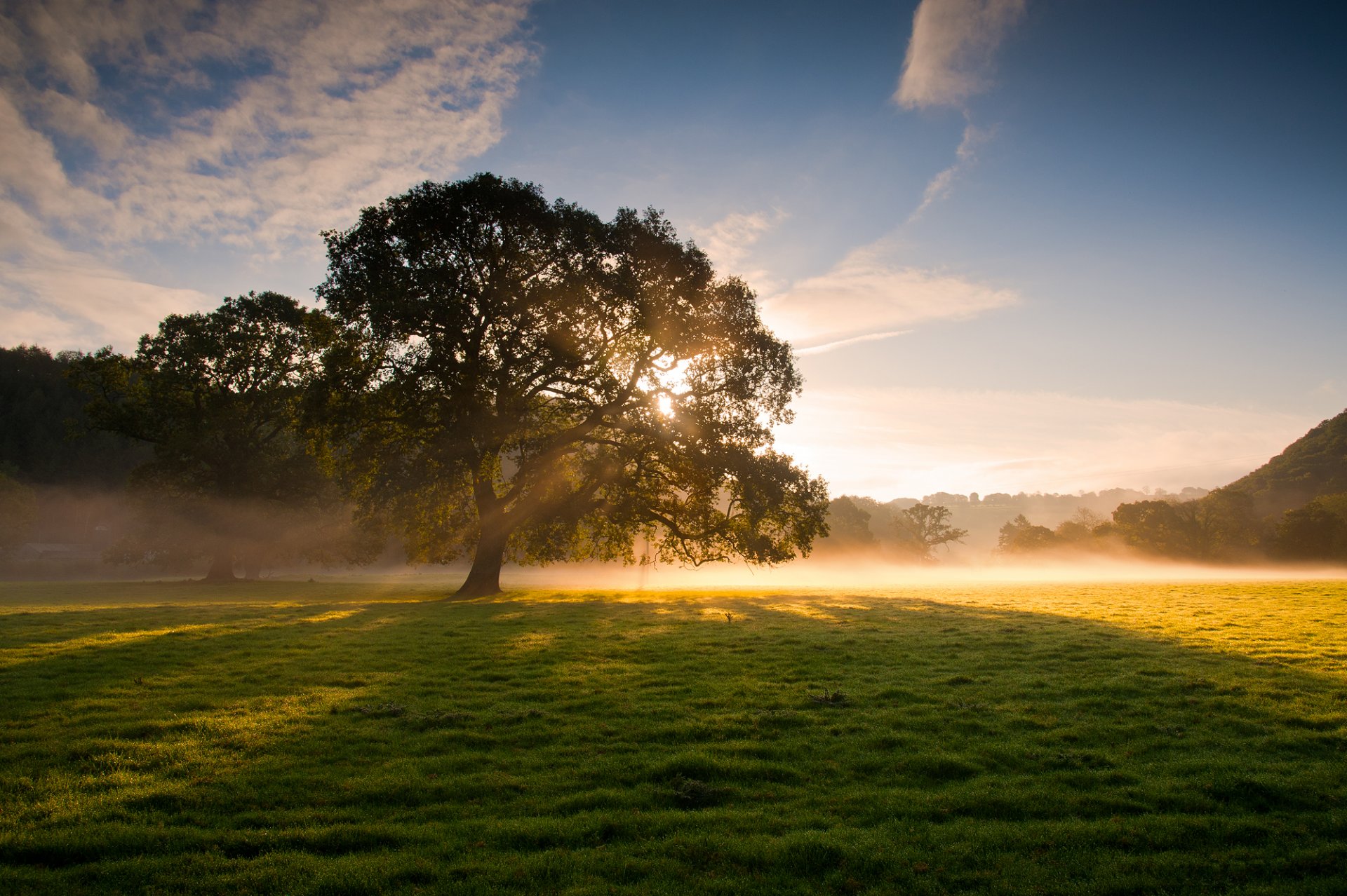 natur baum nebel gras tau sonne licht strahlen