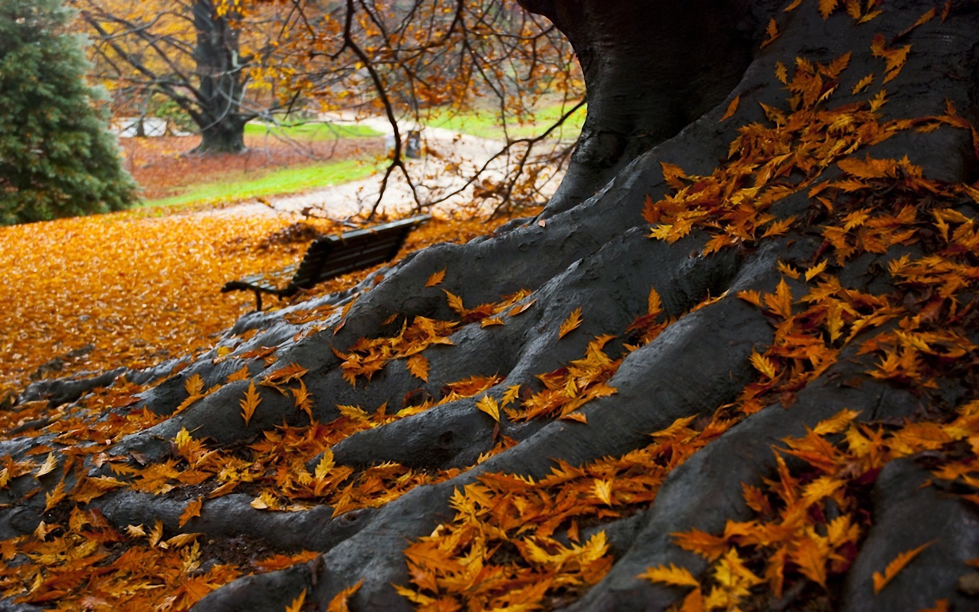 jesień park ławka drzewo liście