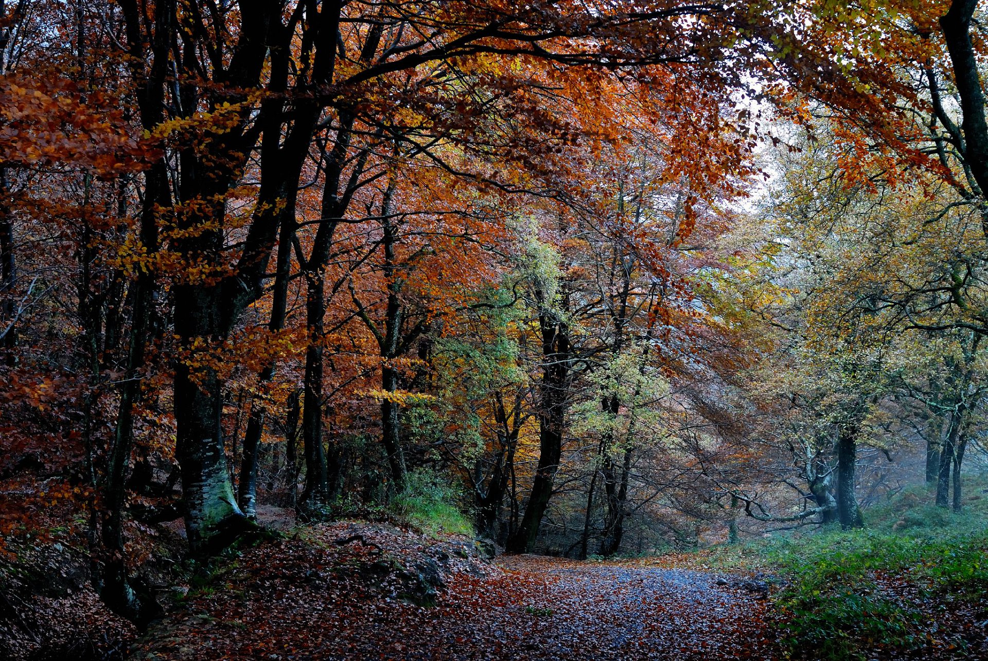 nature forest autumn tree foliage paint