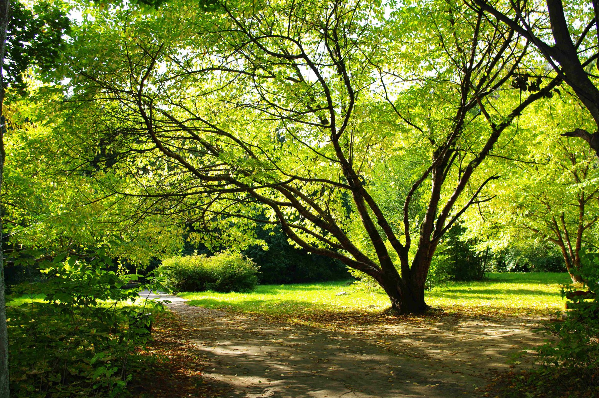 albero parco foglie estate terra piante natura romanticismo