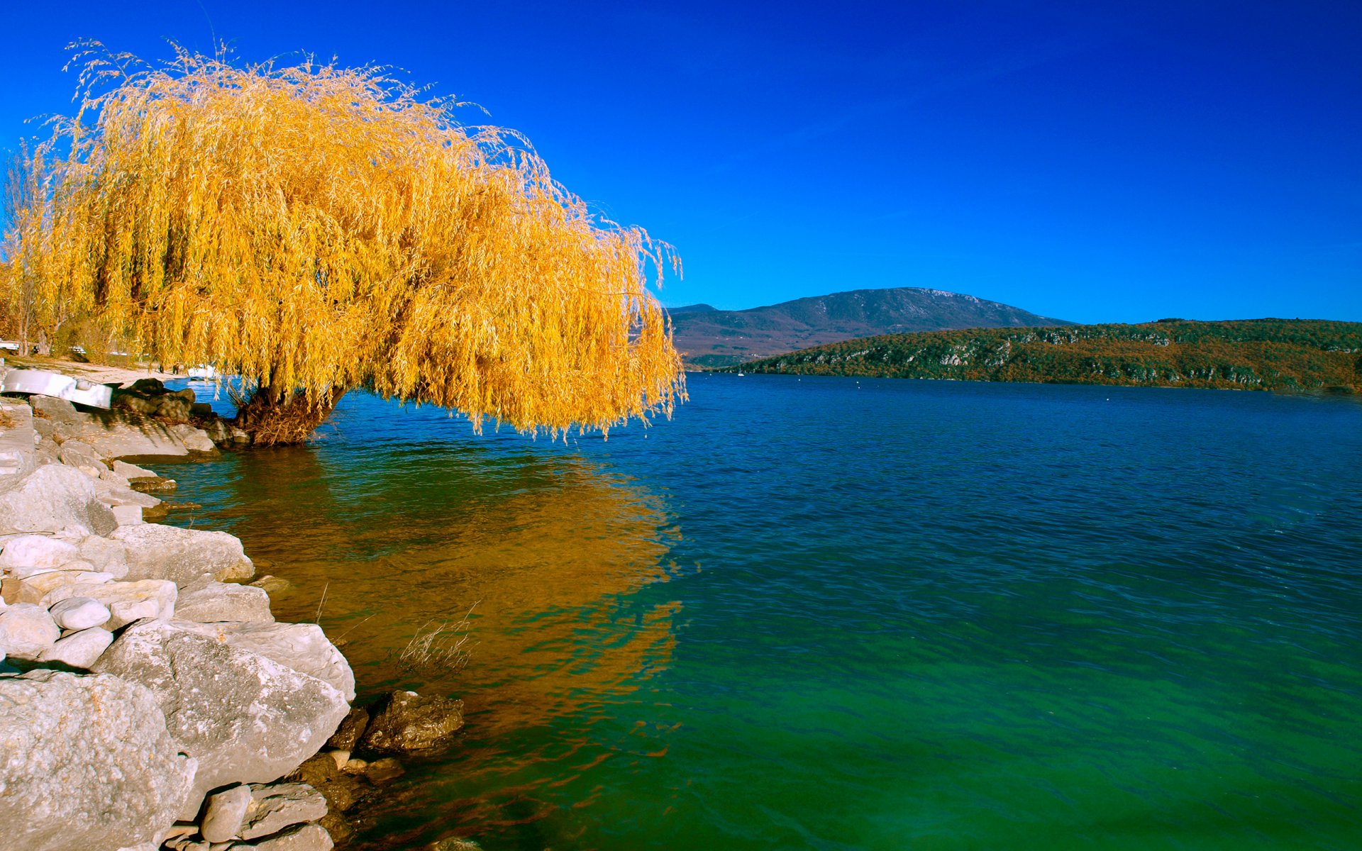 natura paesaggio lago albero salice autunno