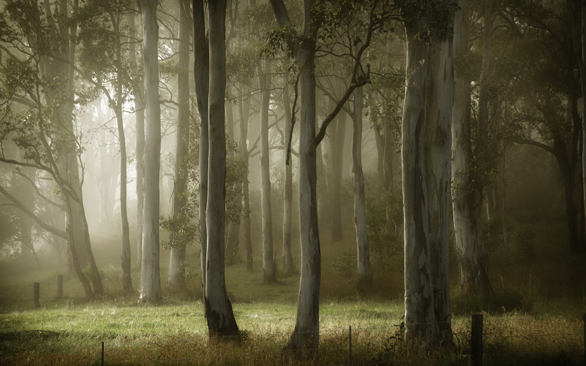 estate alberi nebbia