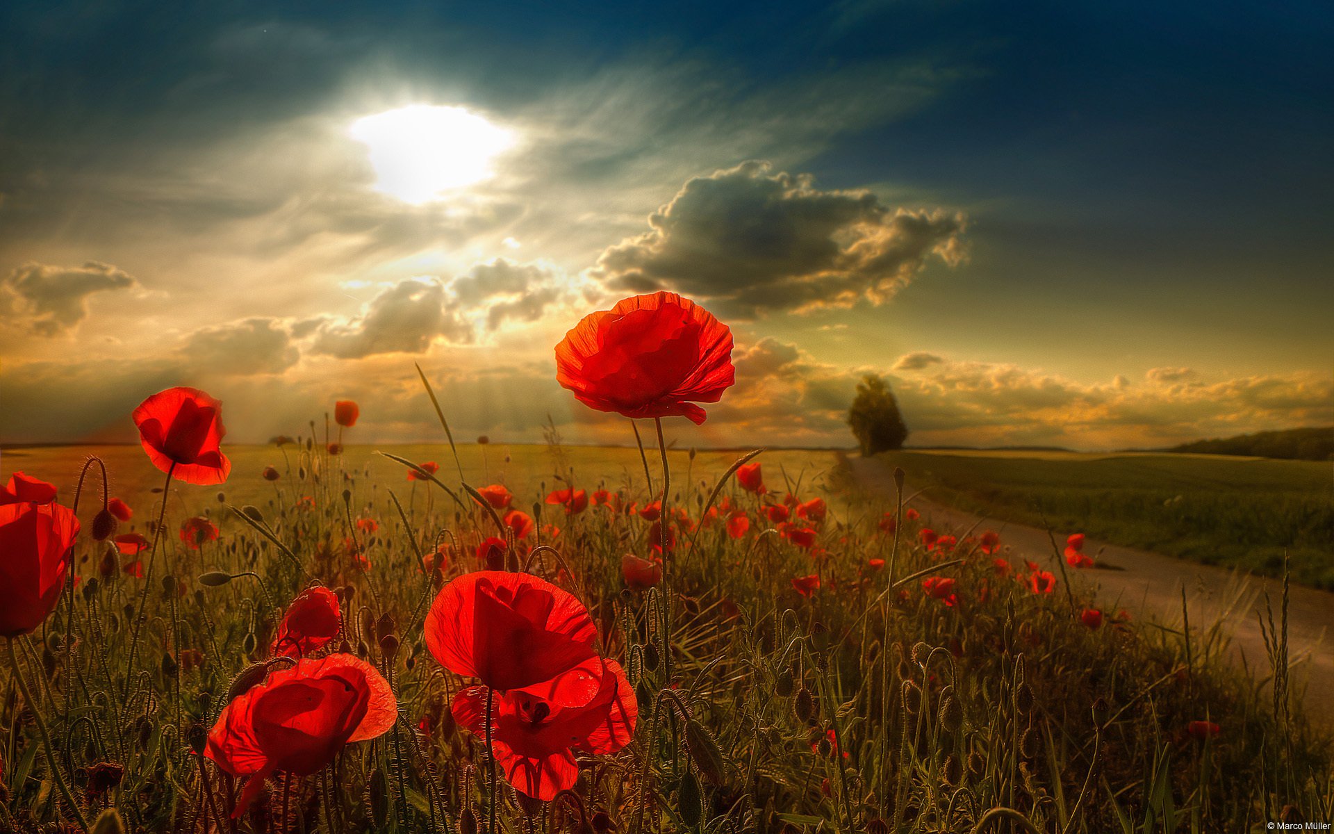 fleurs soleil nuages