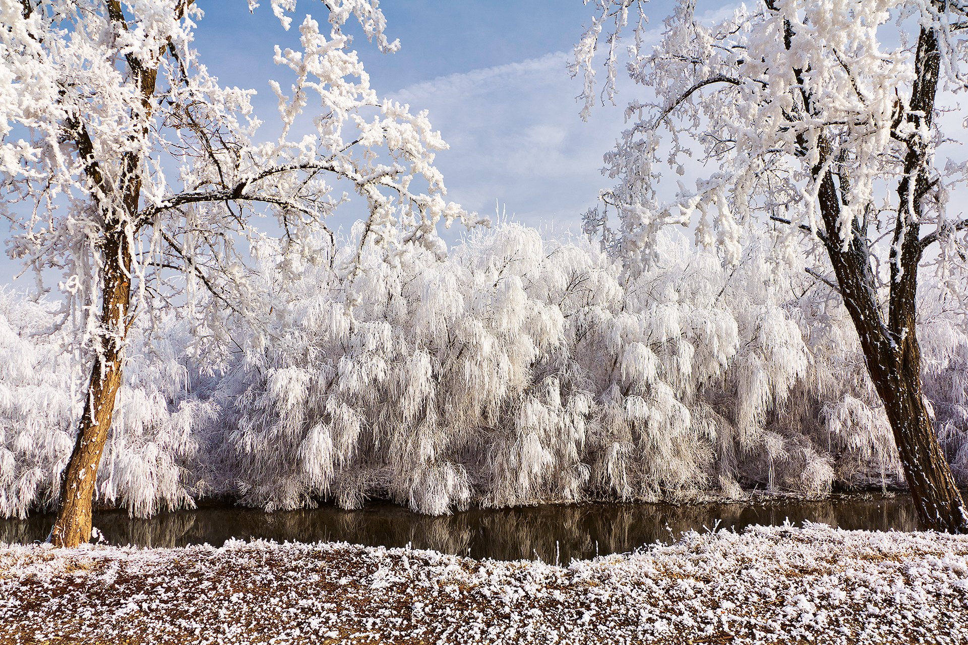 naturaleza invierno río árboles sauces escarcha