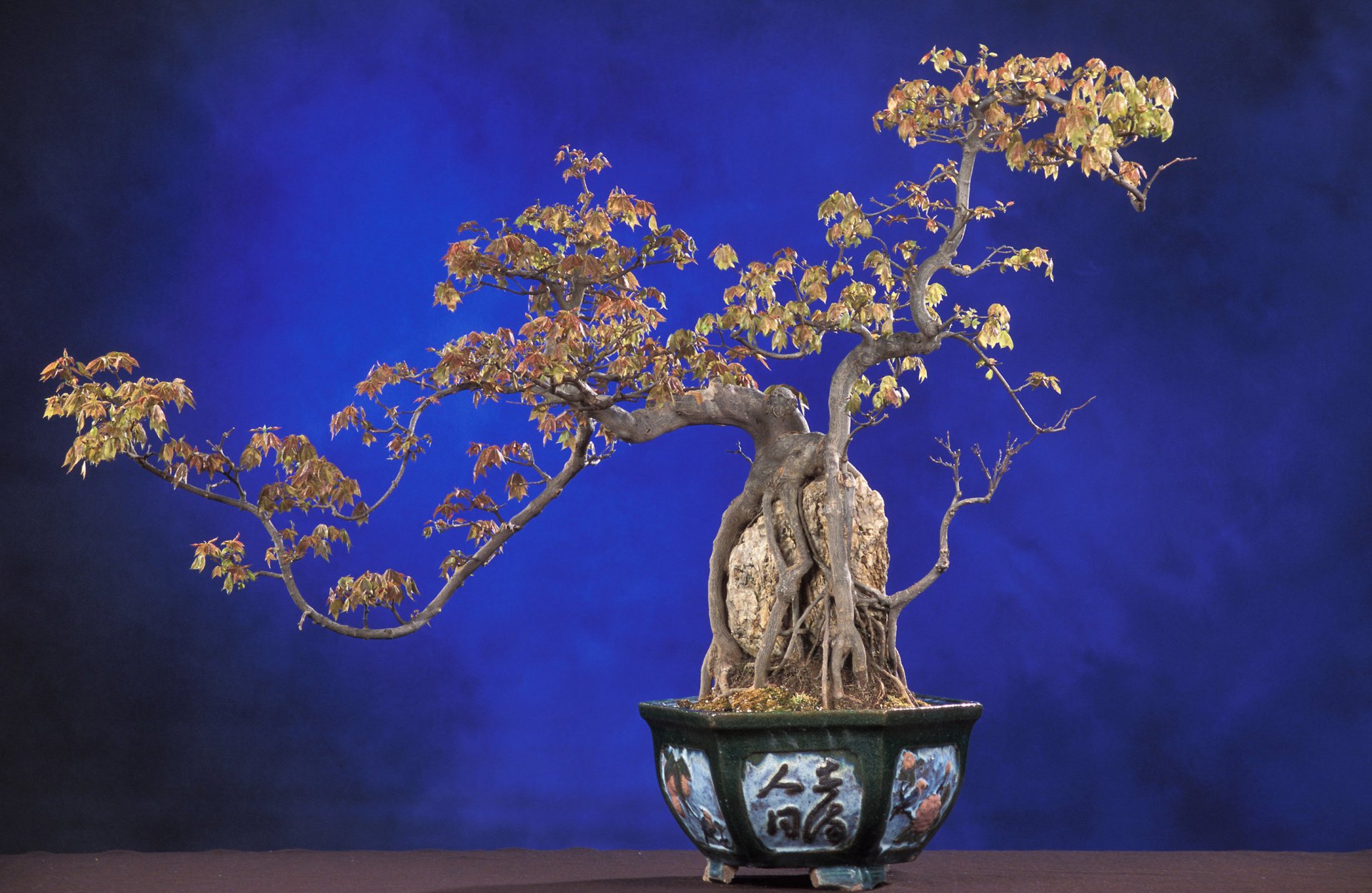 natur pflanze baum bonsai blauer hintergrund