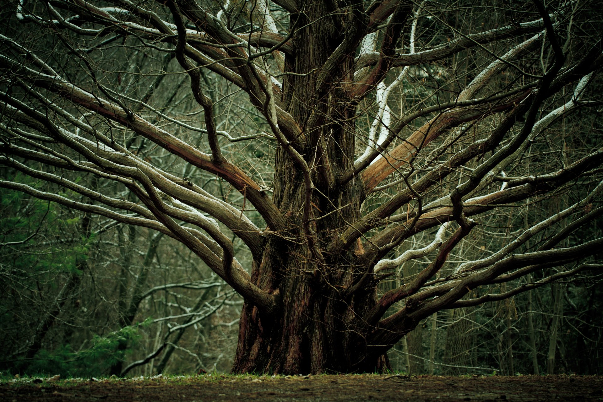 natura albero rami grande