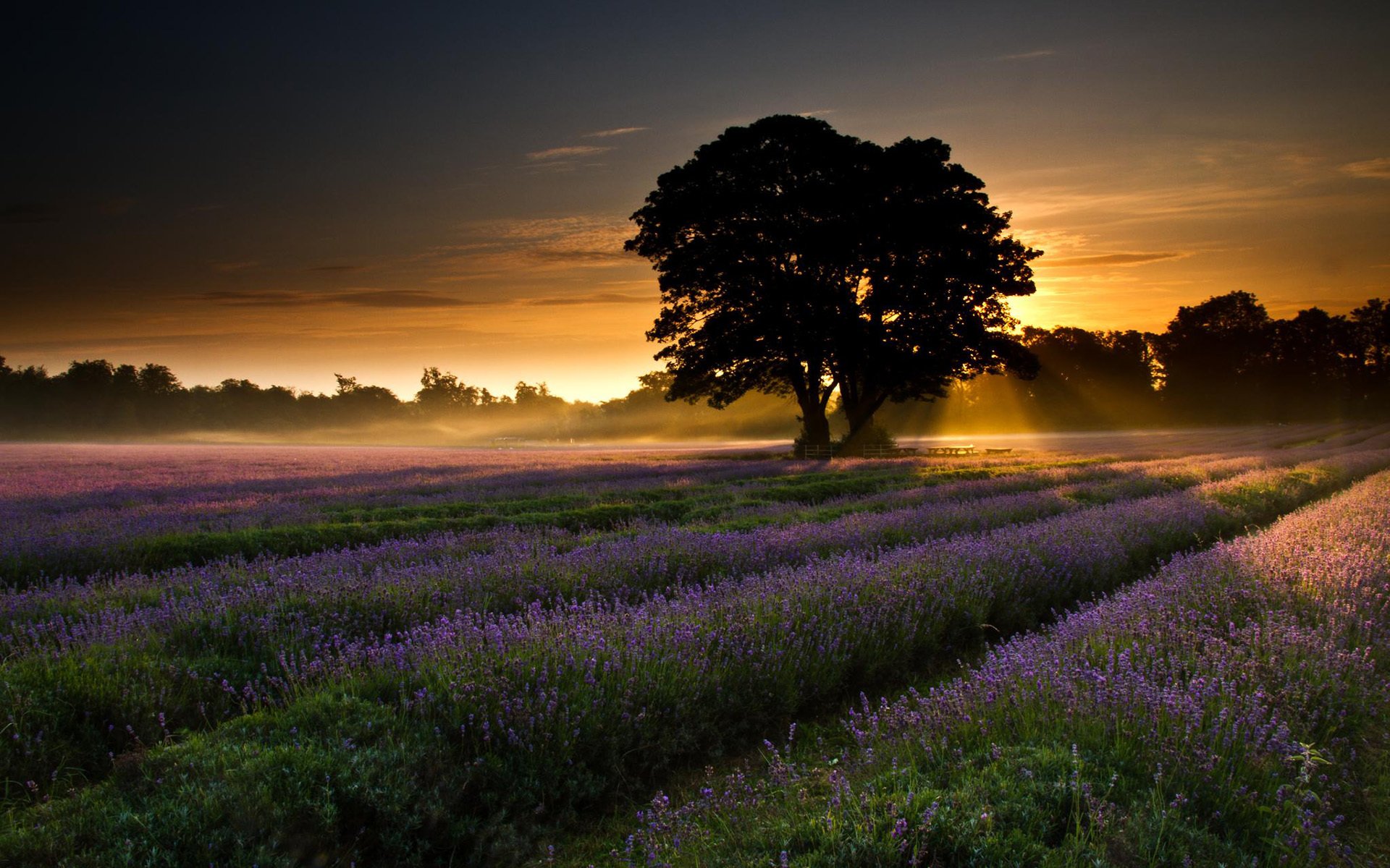 natura paesaggio campo lavanda alberi alba