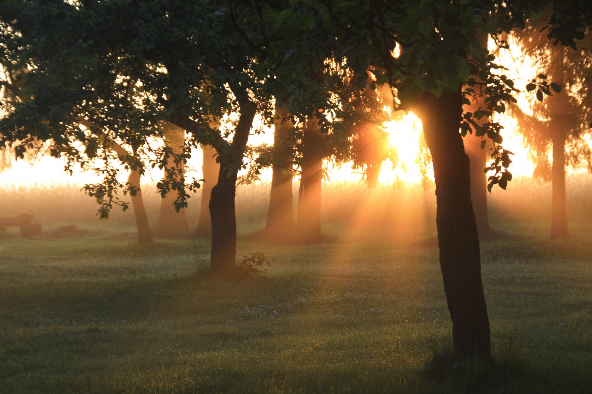 matin aube soleil rayons lumière arbres jardin forêt herbe verdure été nature