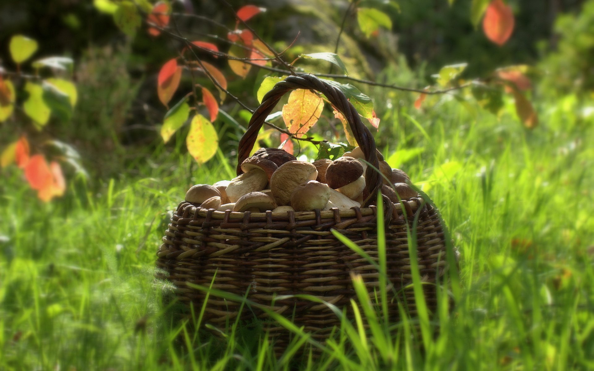 mushrooms shopping nature