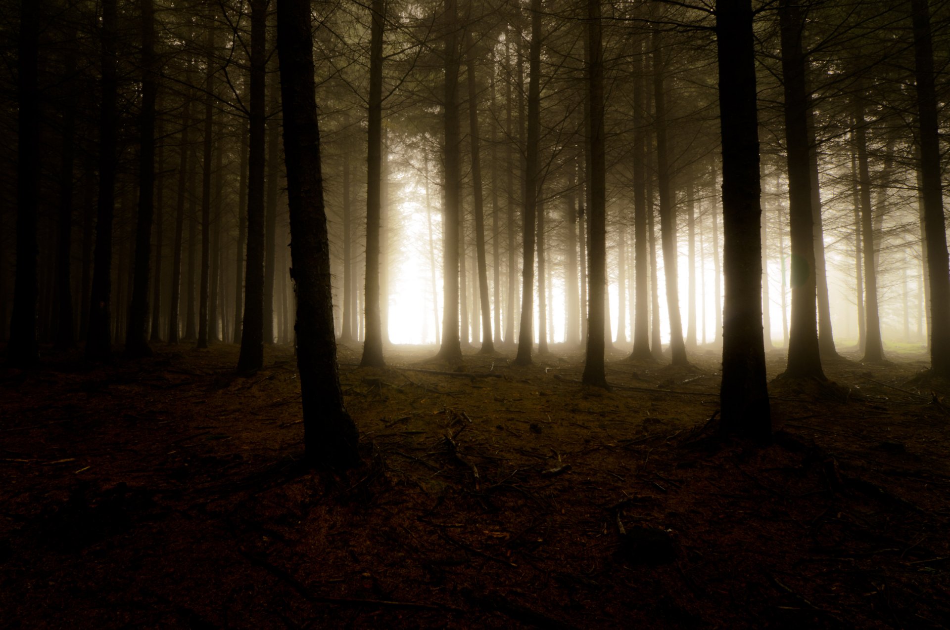 natura foresta alberi oscurità nebbia foschia luce