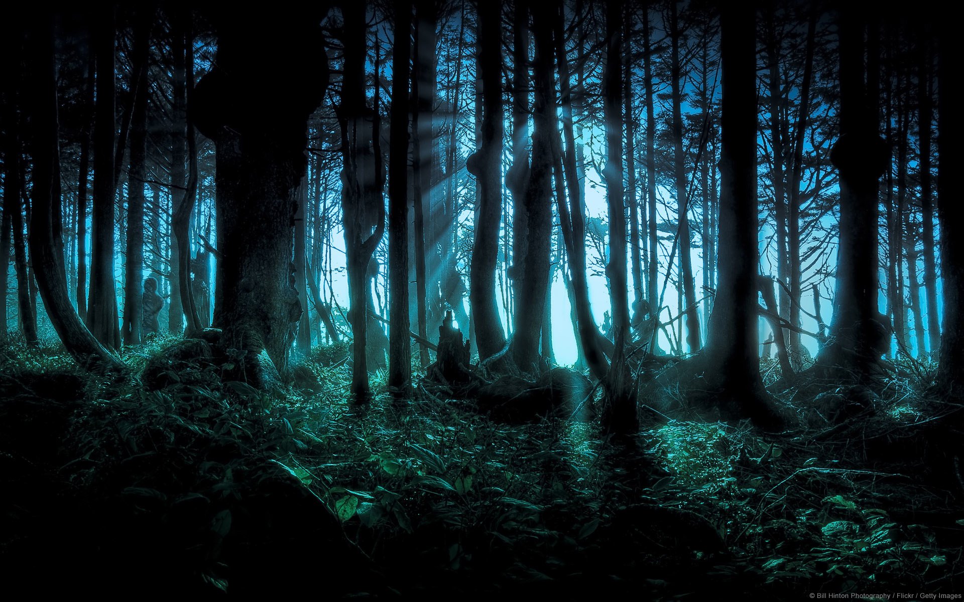 bosque bosque frondoso bosque oscuro