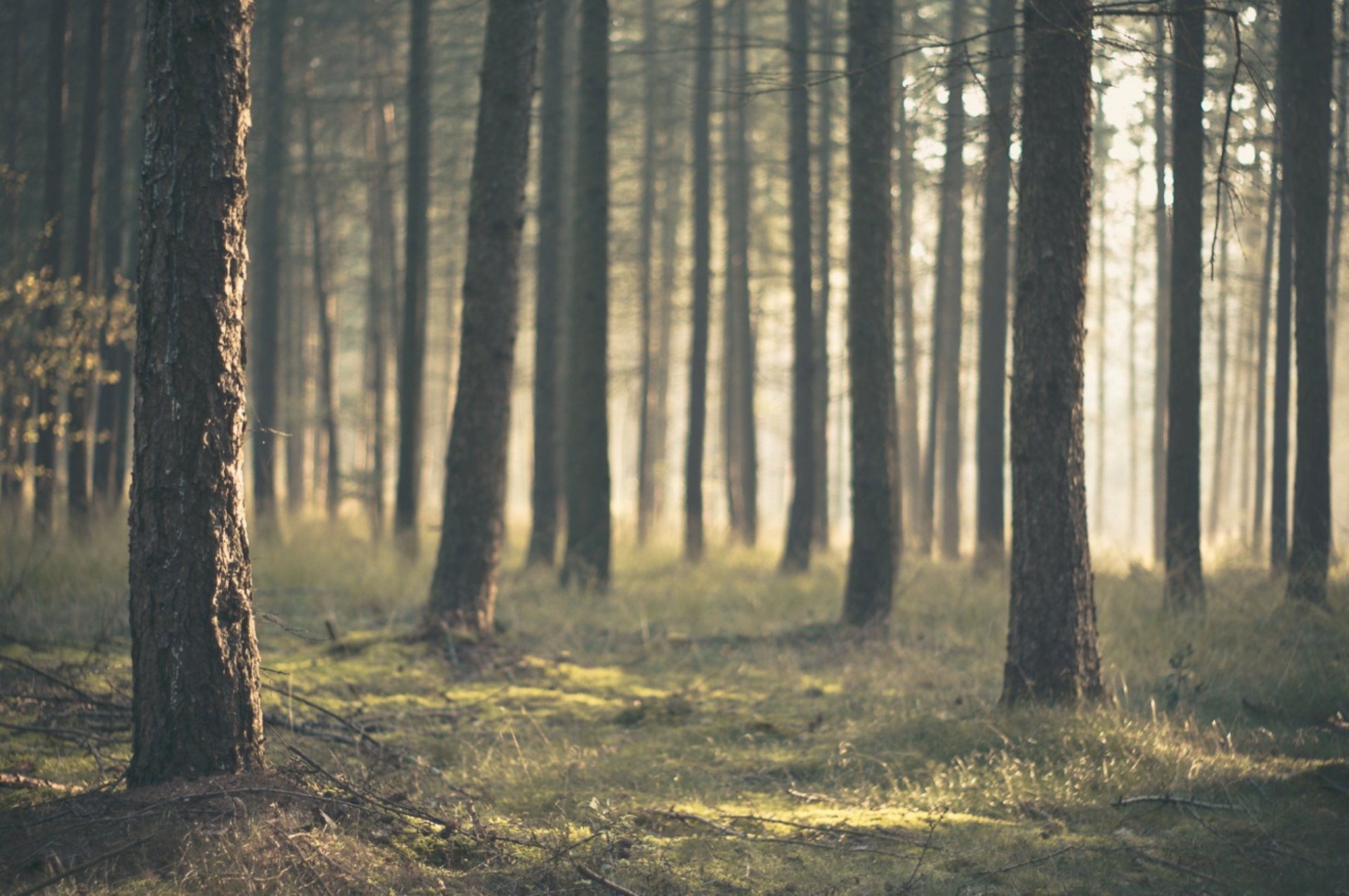 nature forest trunks tree pine