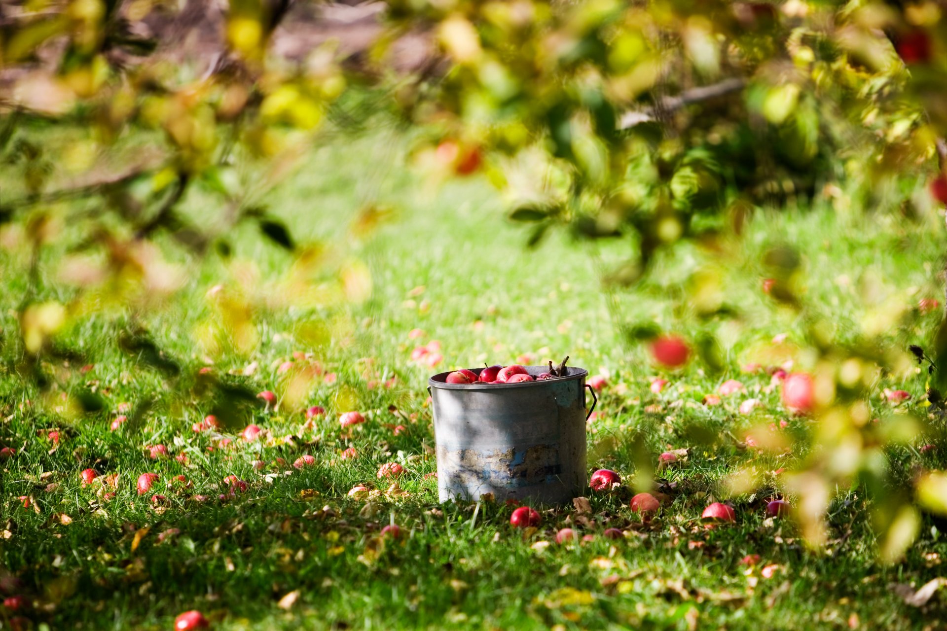 lawn sun summer vintage apples bucket