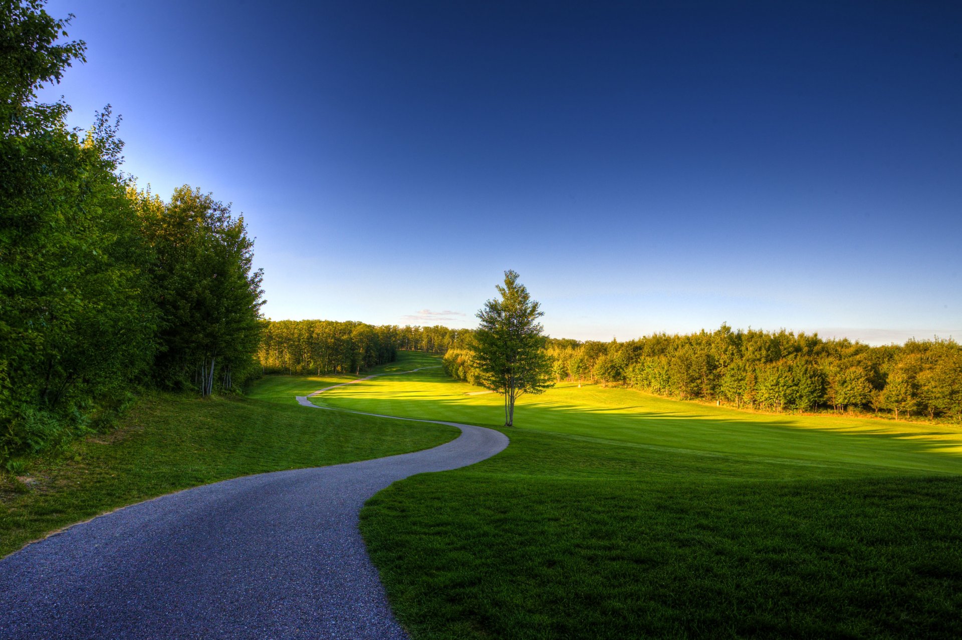 nature tree grass sky summer