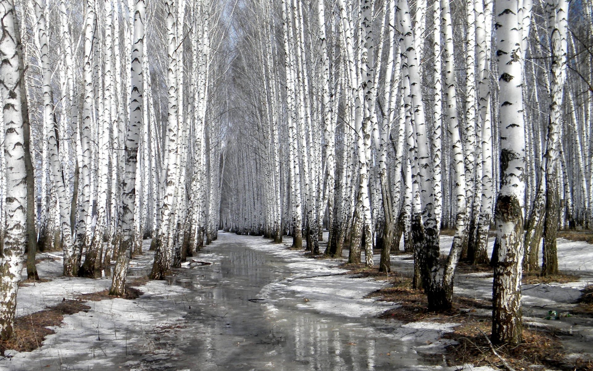 bosquet printemps