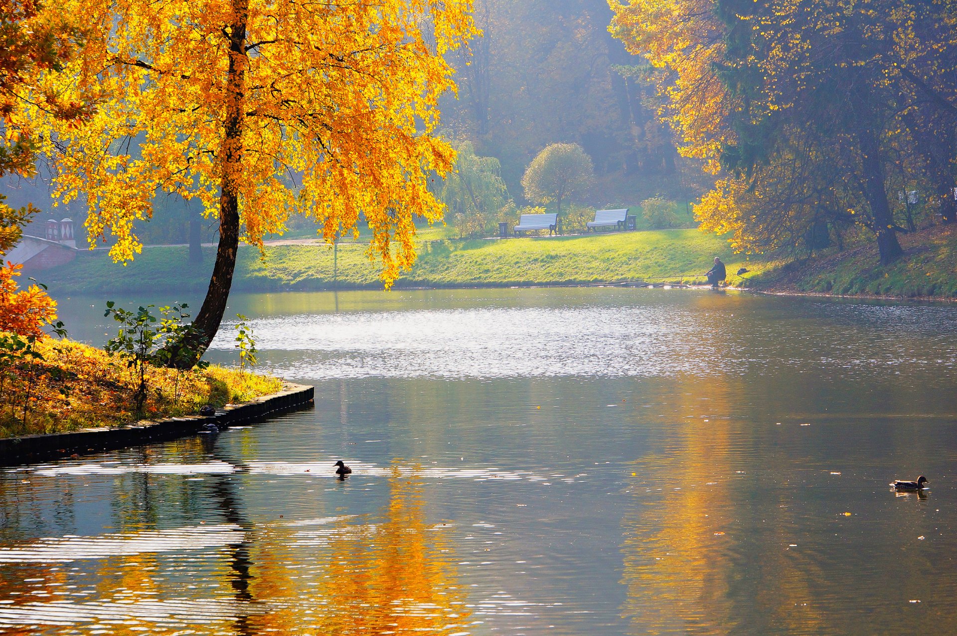 natura autunno stagno fiume parco pescatore anatre