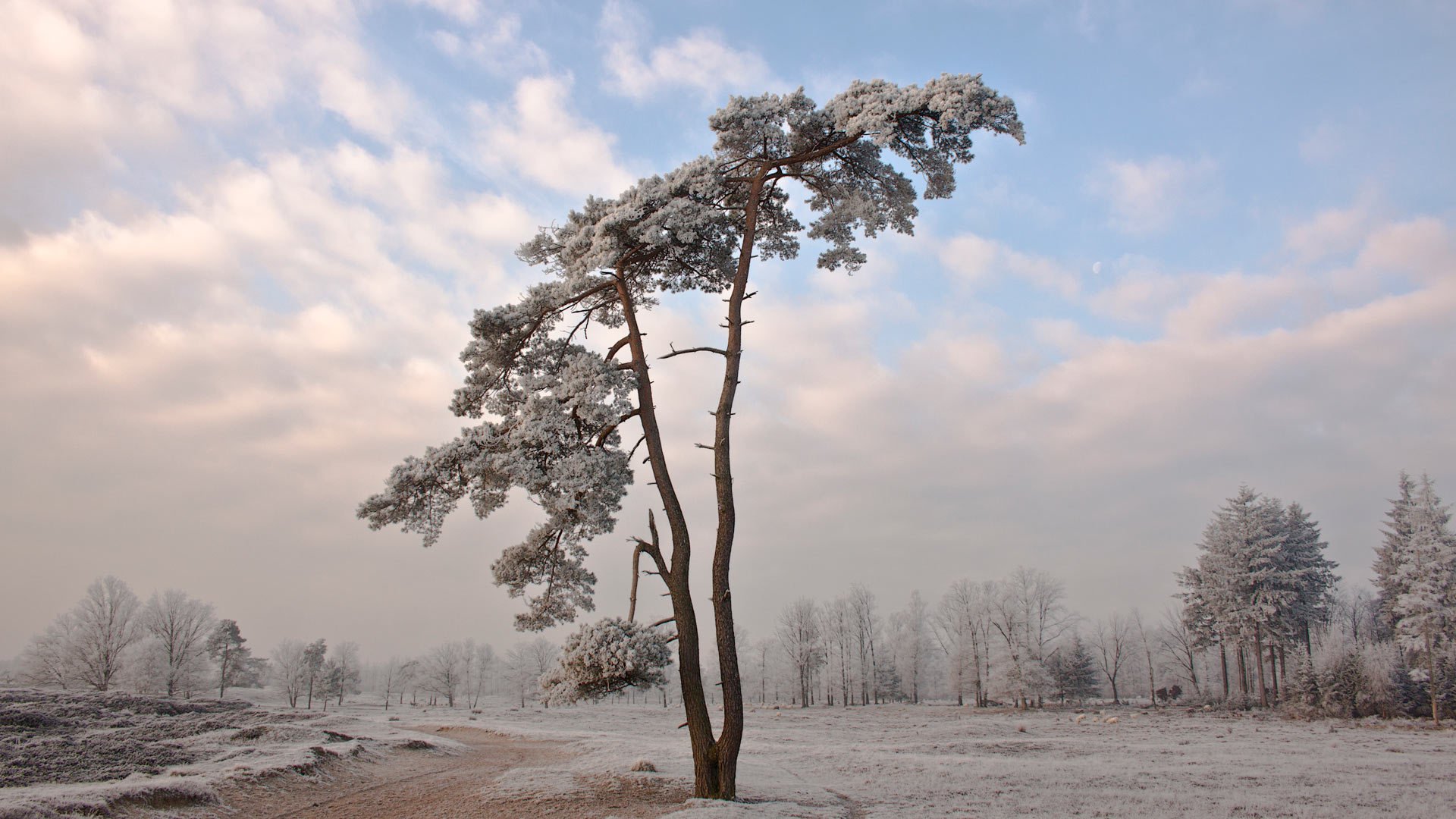 natura albero inverno neve freddo paesaggio carta da parati