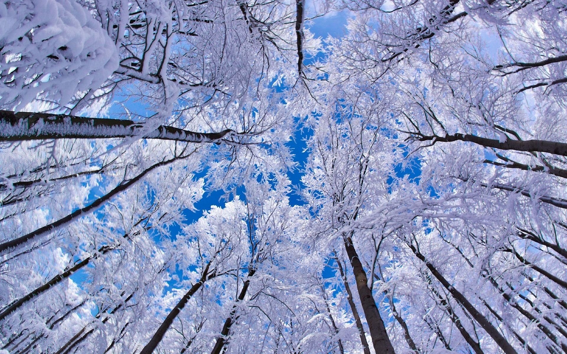 arbres neige ciel hiver