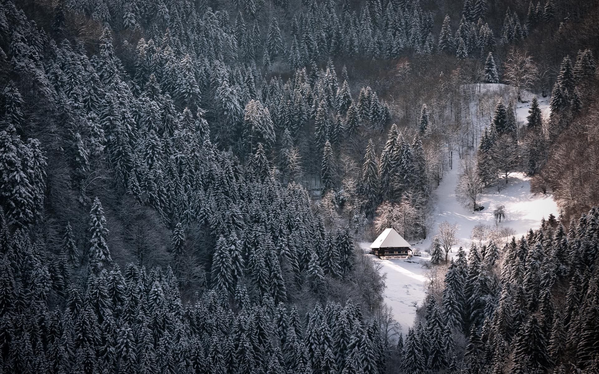 nature forêt hiver neige maison