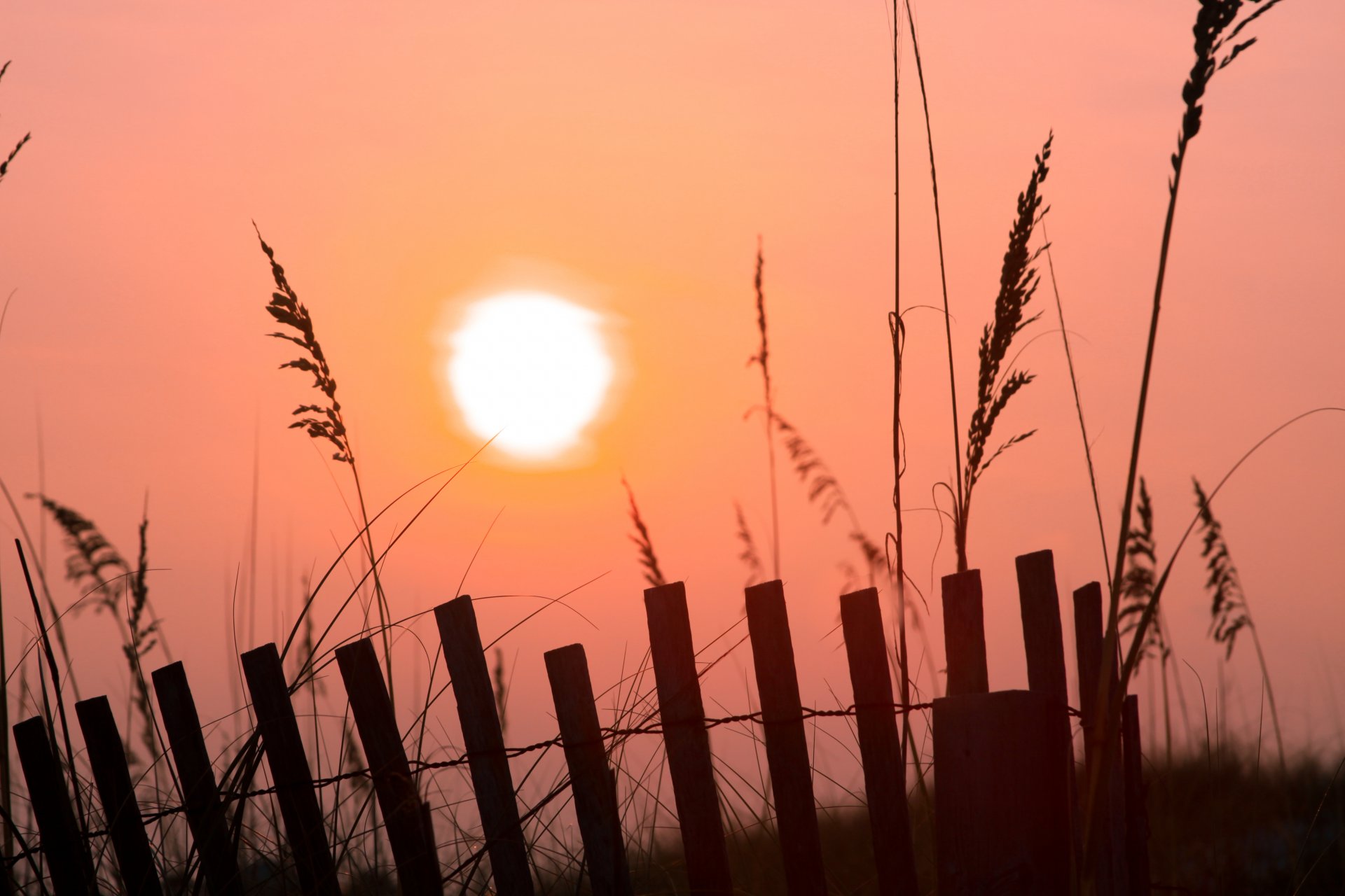 mattina alba rosa sole recinzione recinzione erba nebbia