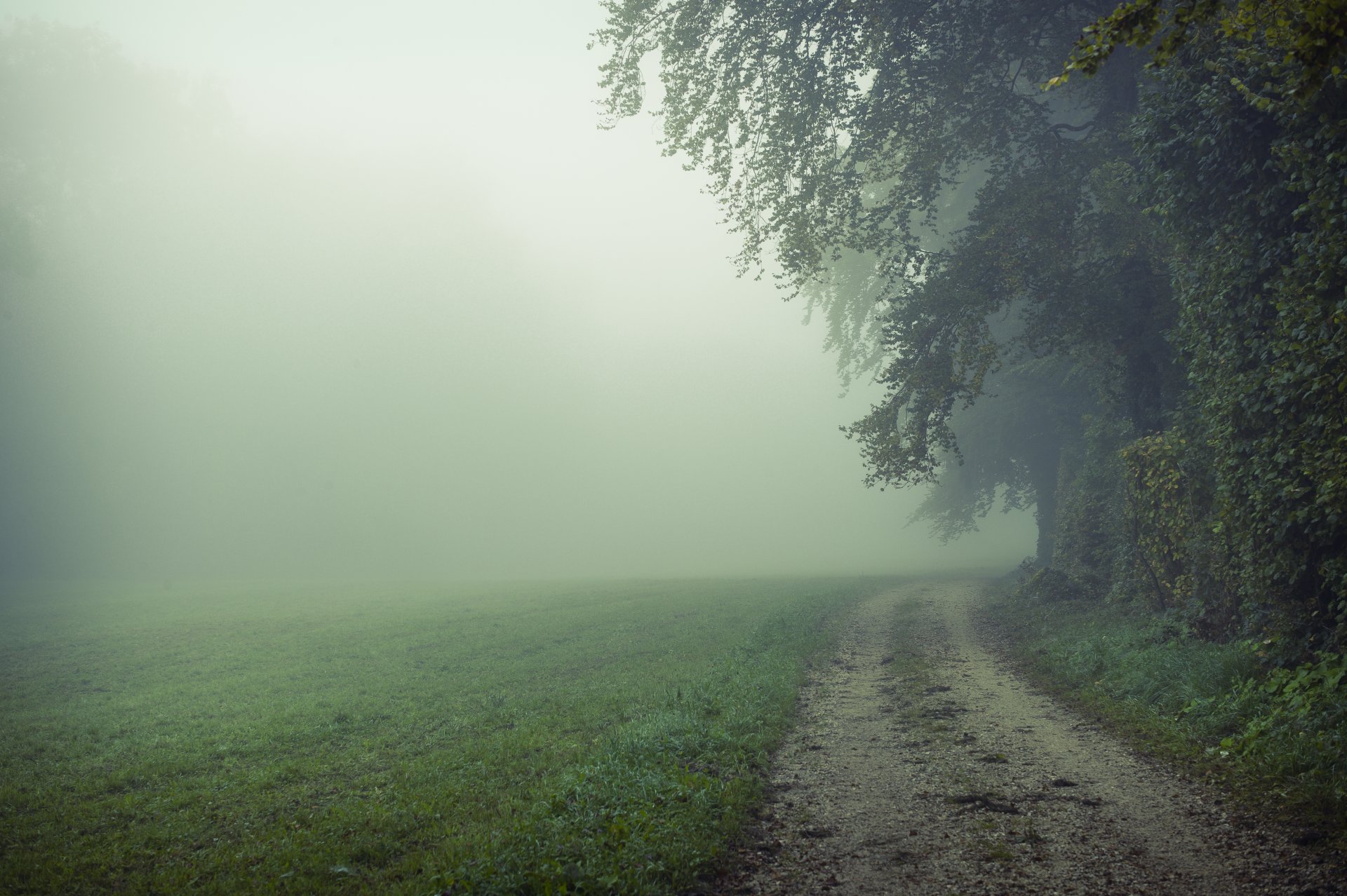 natura campo strada nebbia mattina