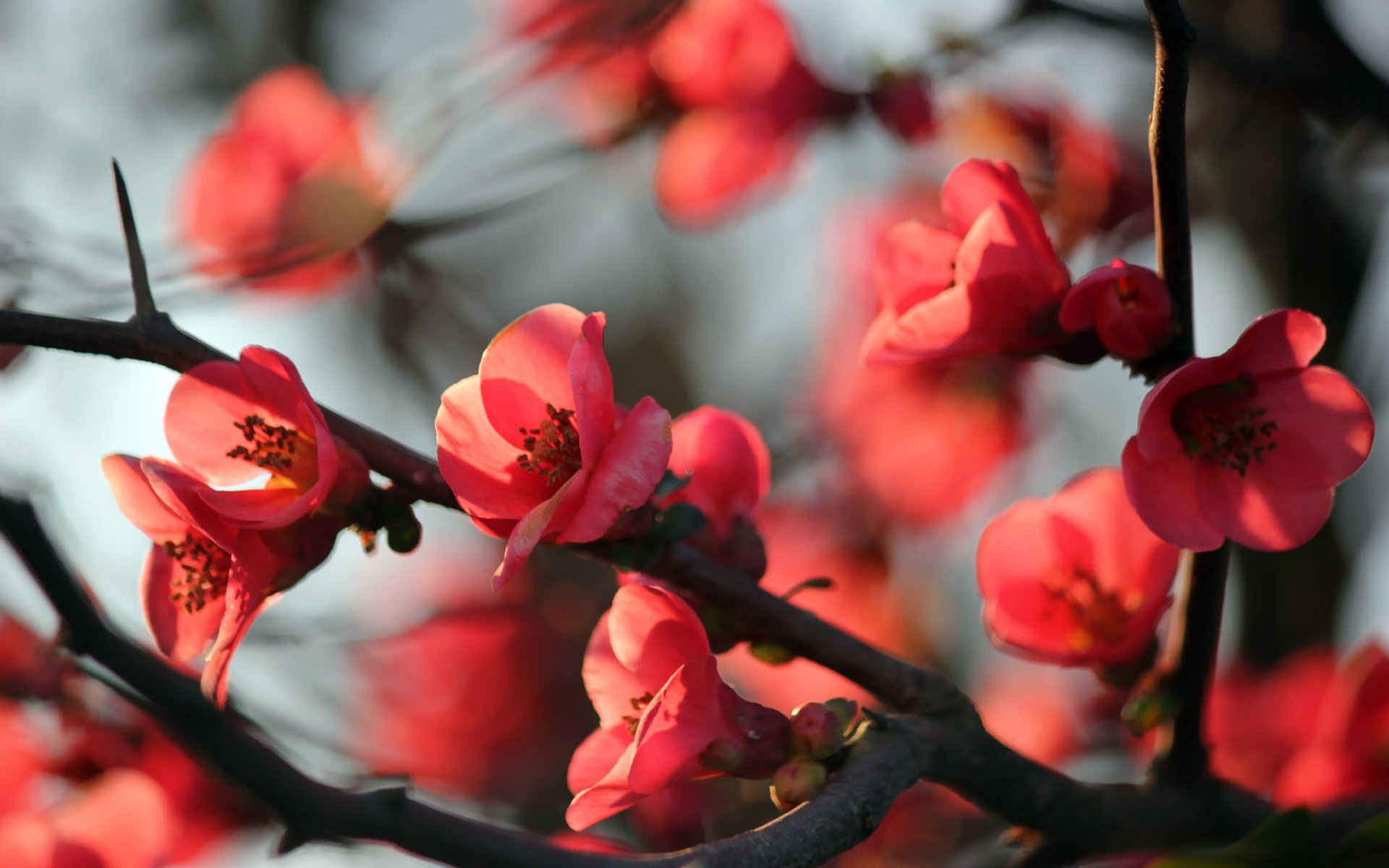 albero fiori rami