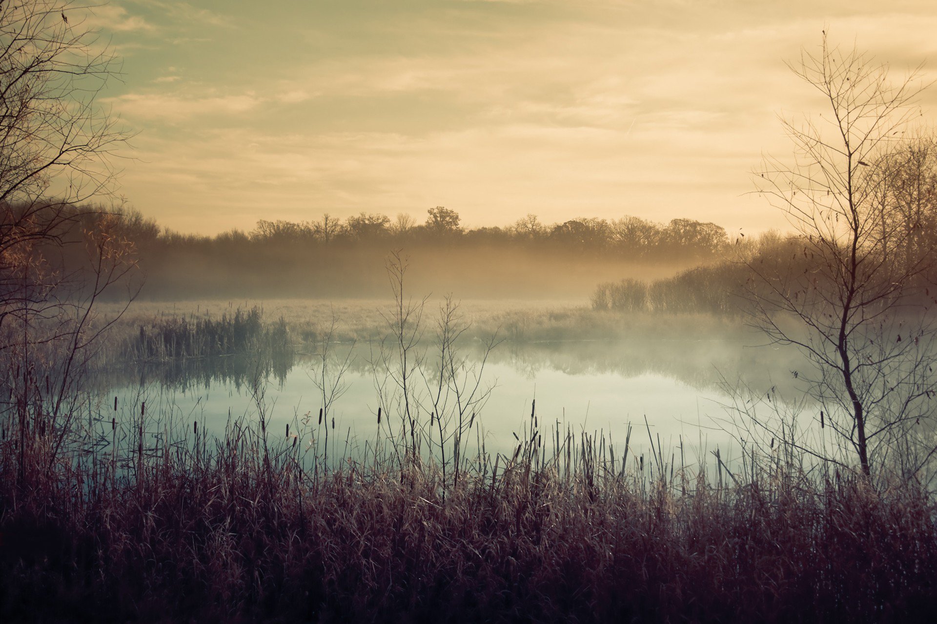 herbst see pflanzen nebel