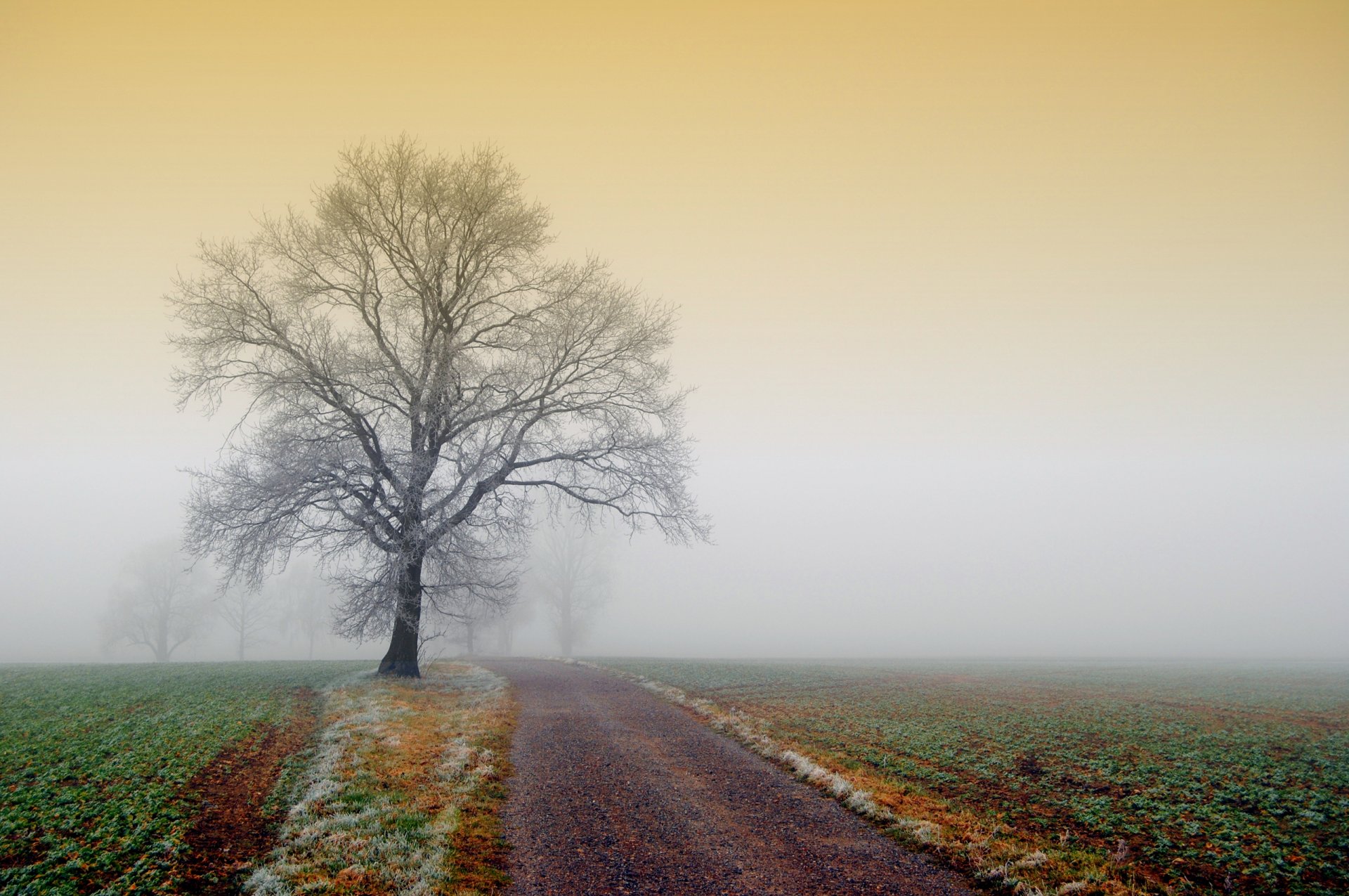 naturaleza niebla árbol escarcha campo camino