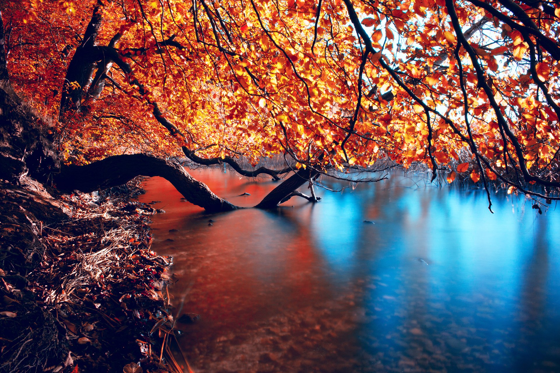 natur herbst fluss glätte äste