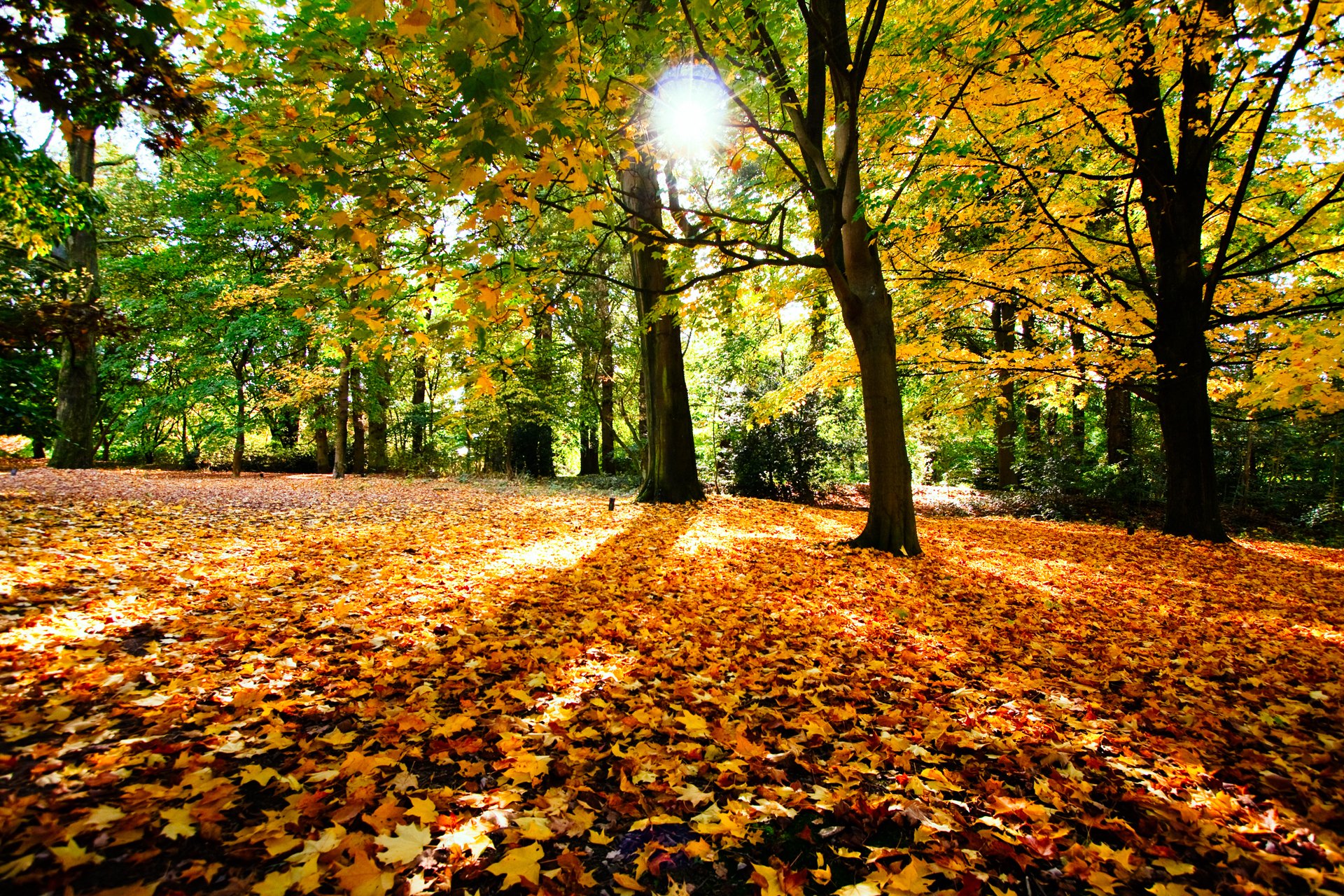 prird otoño árboles follaje sol