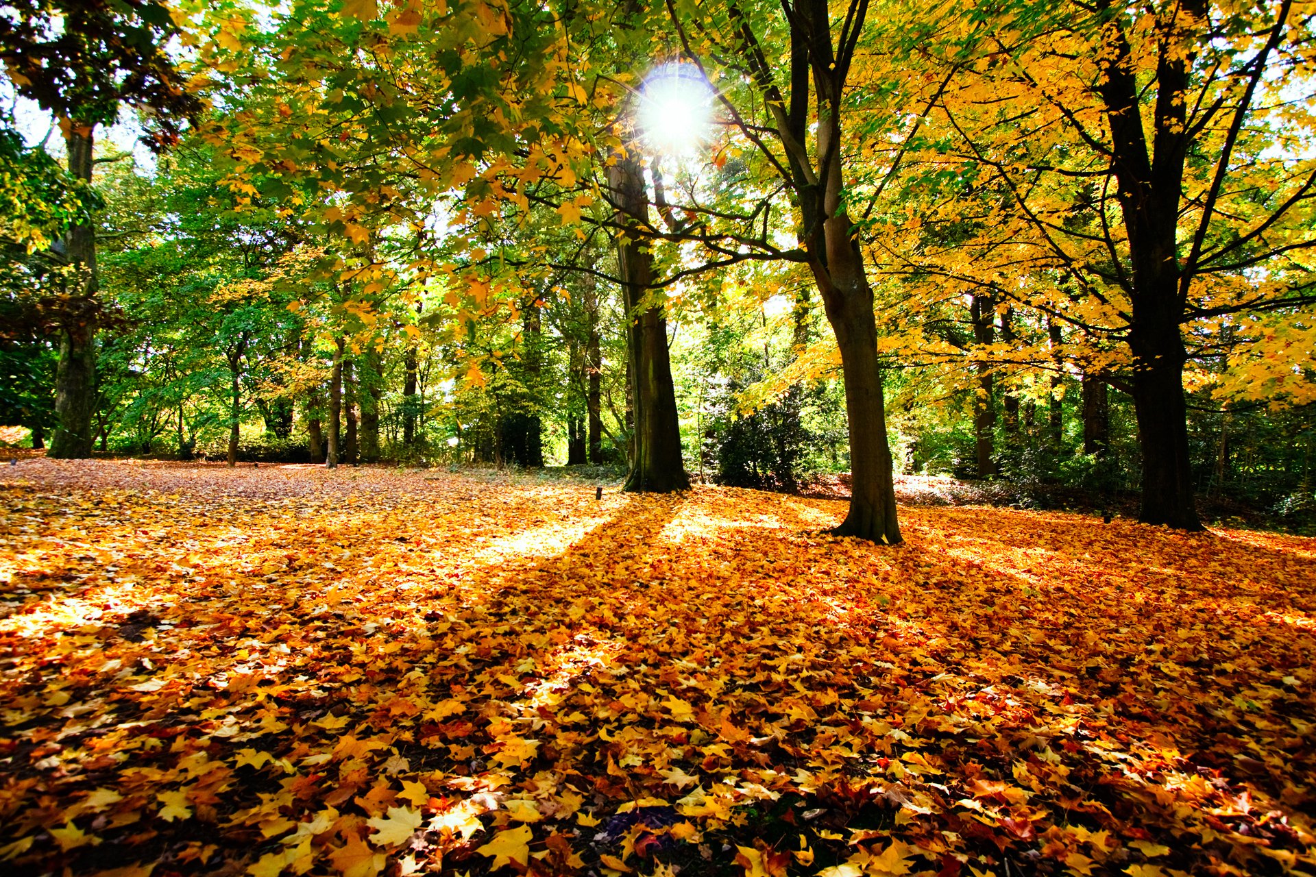 prarda autunno alberi fogliame sole