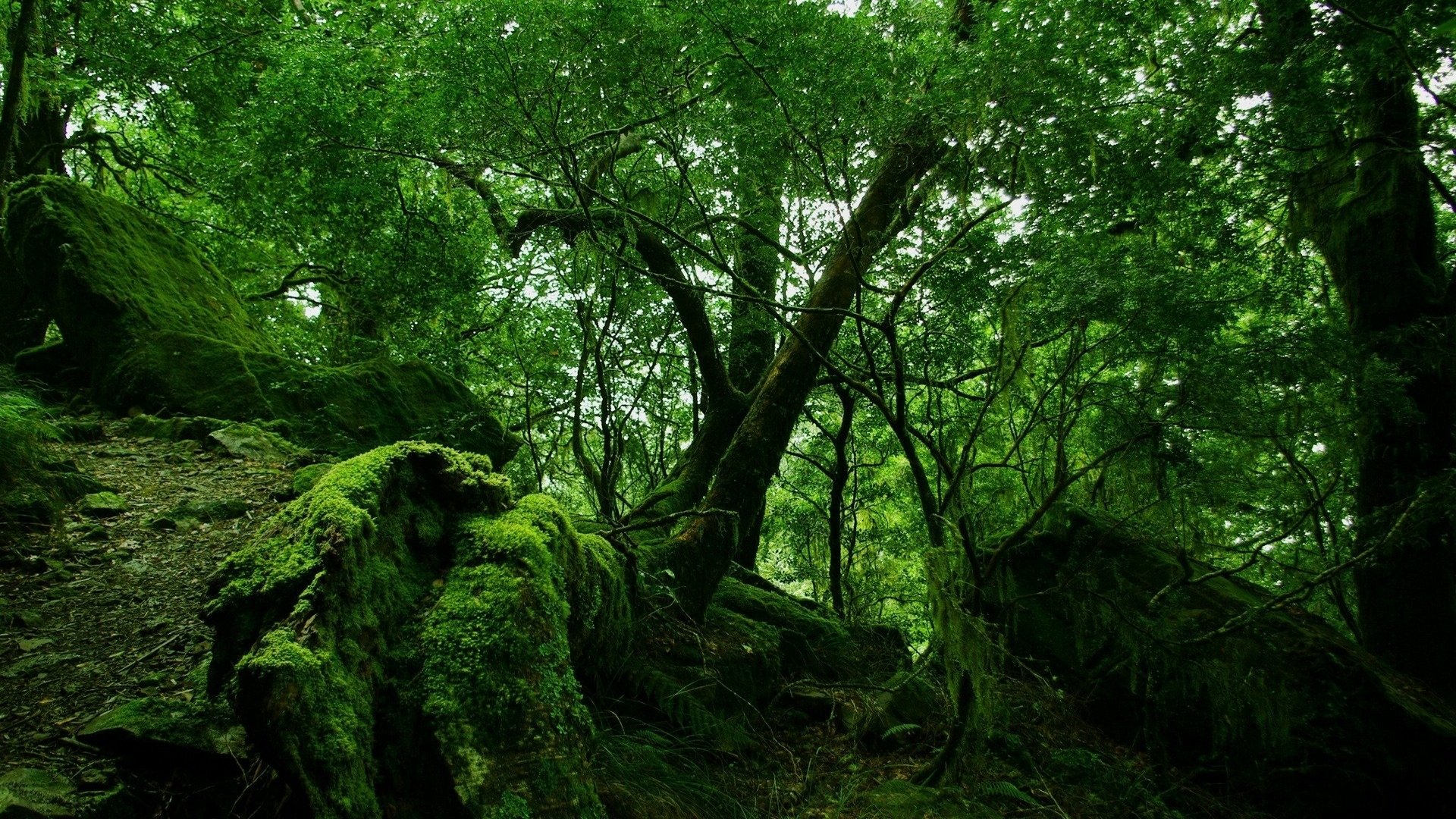 wallpaper 1920x1080 nature views forest tree green trees stone moss plants branches branch foliage leaves trunk crown twilight