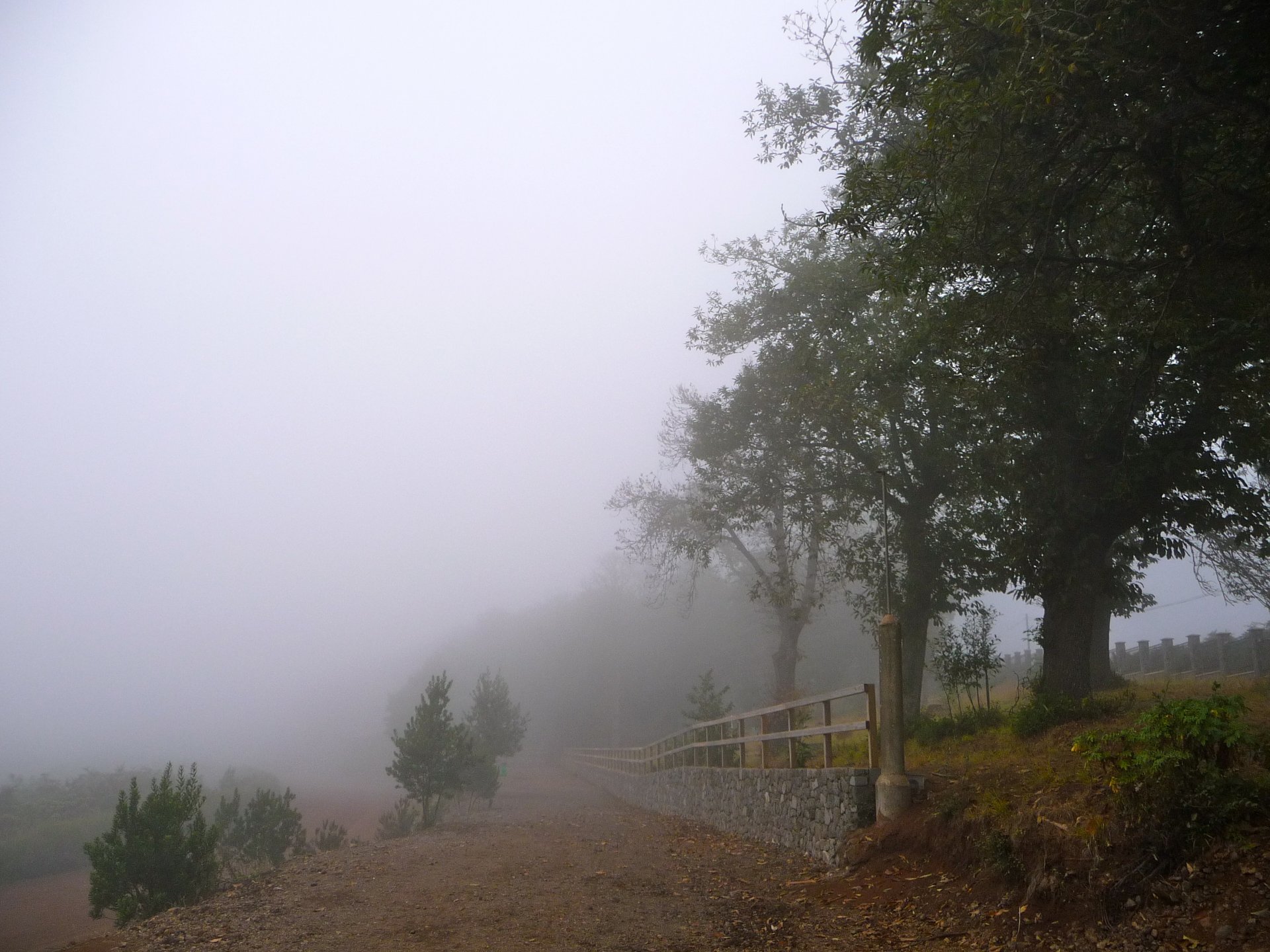 arbres clôture route pente brouillard