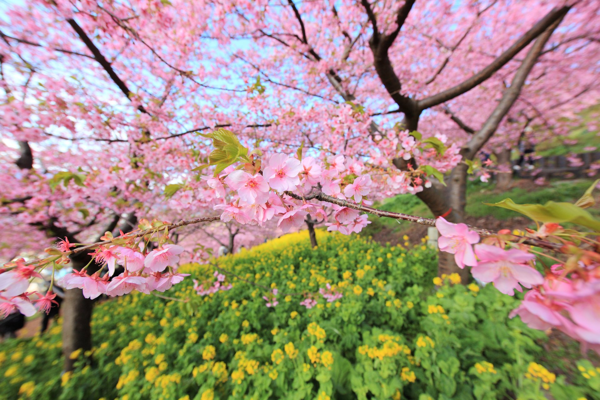 japan garten baum zweige sakura blüte unschärfe