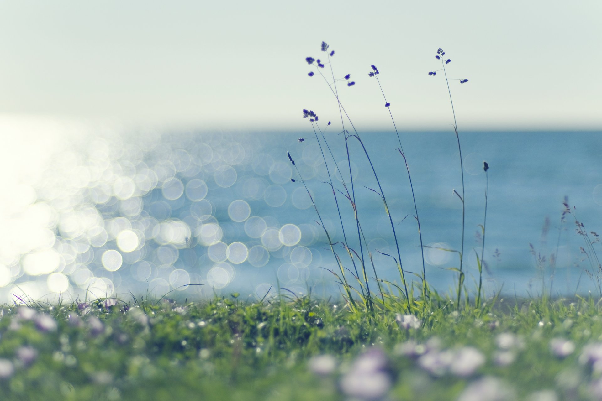 gras rasen rasen grün grün pflanzen ährchen meer wasser blendung licht sonne wind sommer warm natur