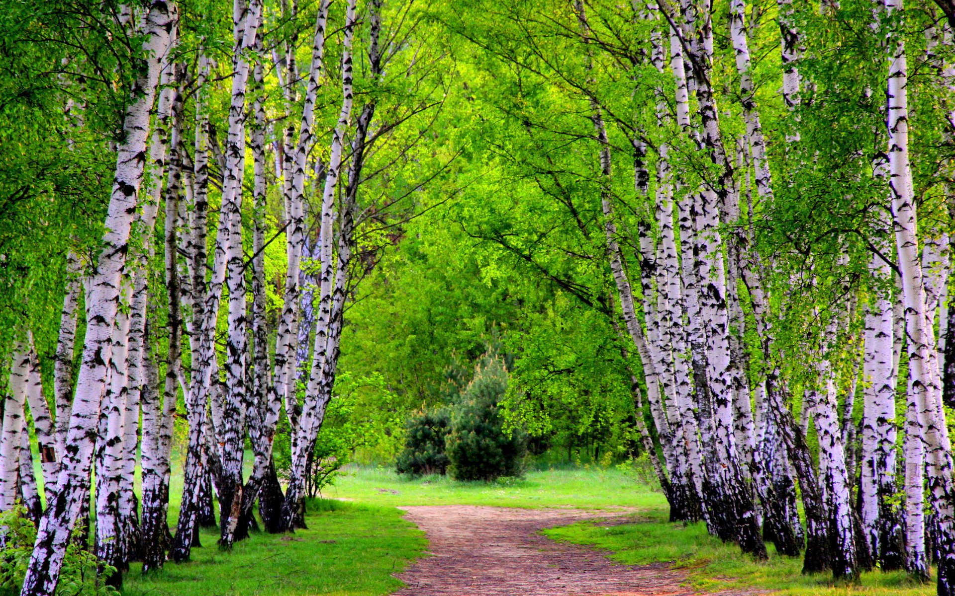 forêt arbres allée sentier verdure herbe printemps