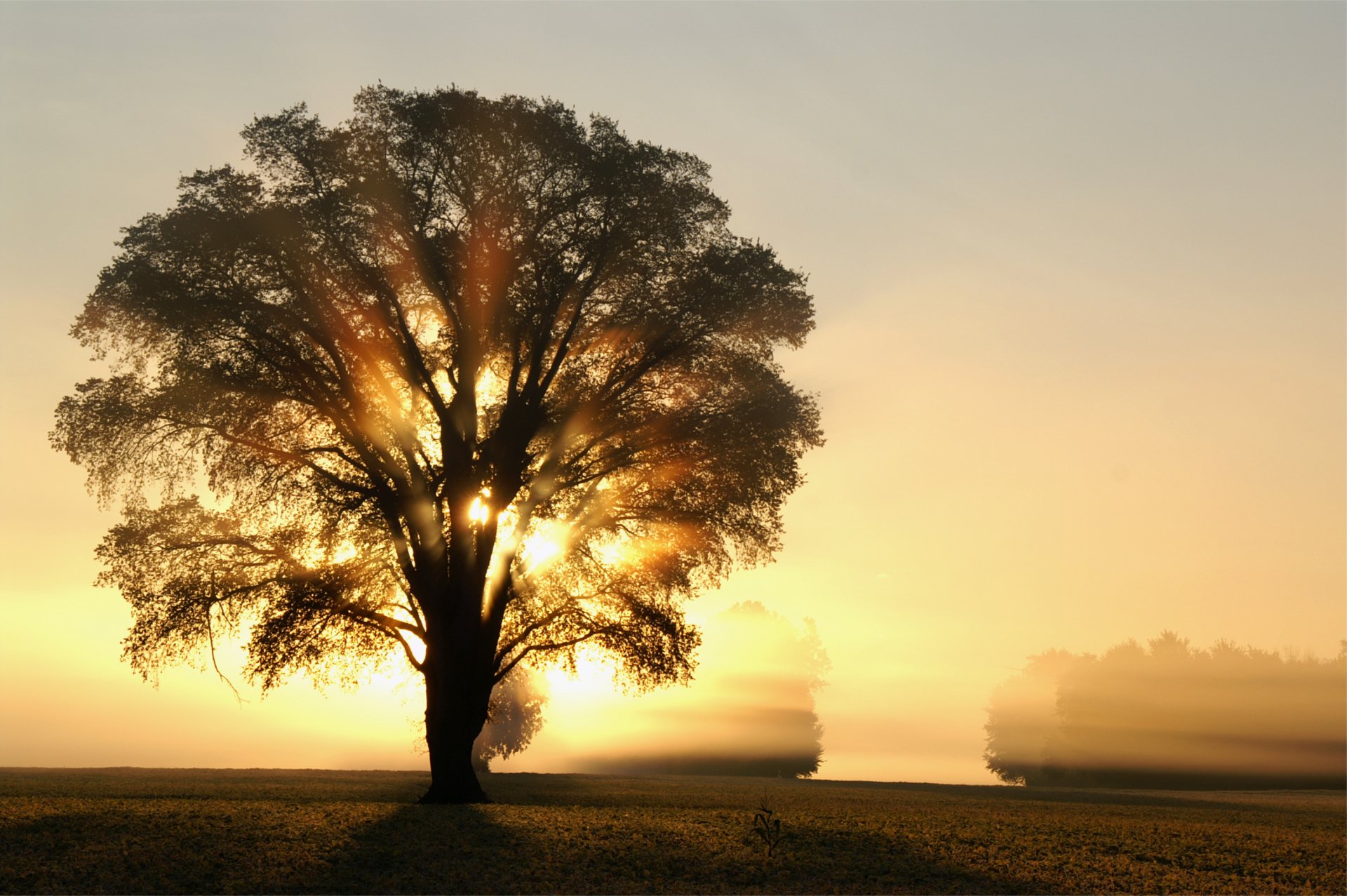 morning dawn sun light rays tree trees field