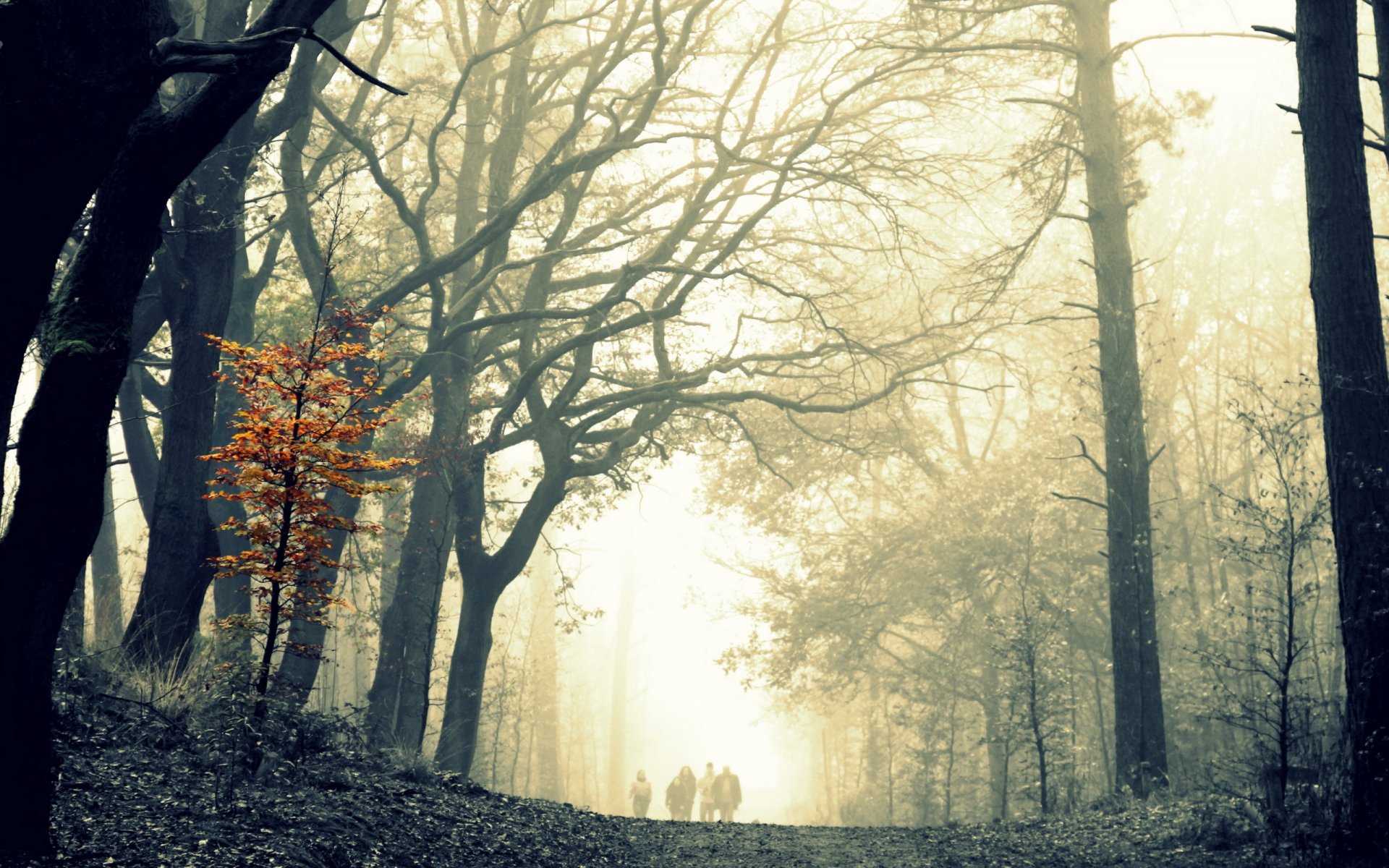 forêt arbres brouillard promenade