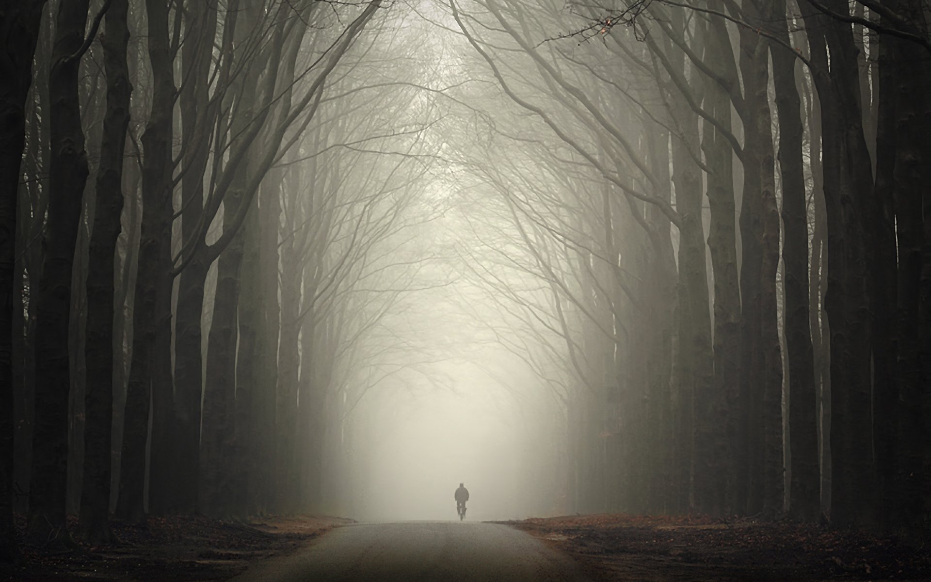 bosque carretera otoño niebla hombre