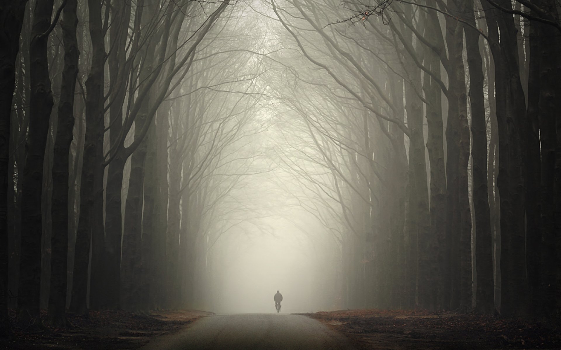 forest road autumn fog man