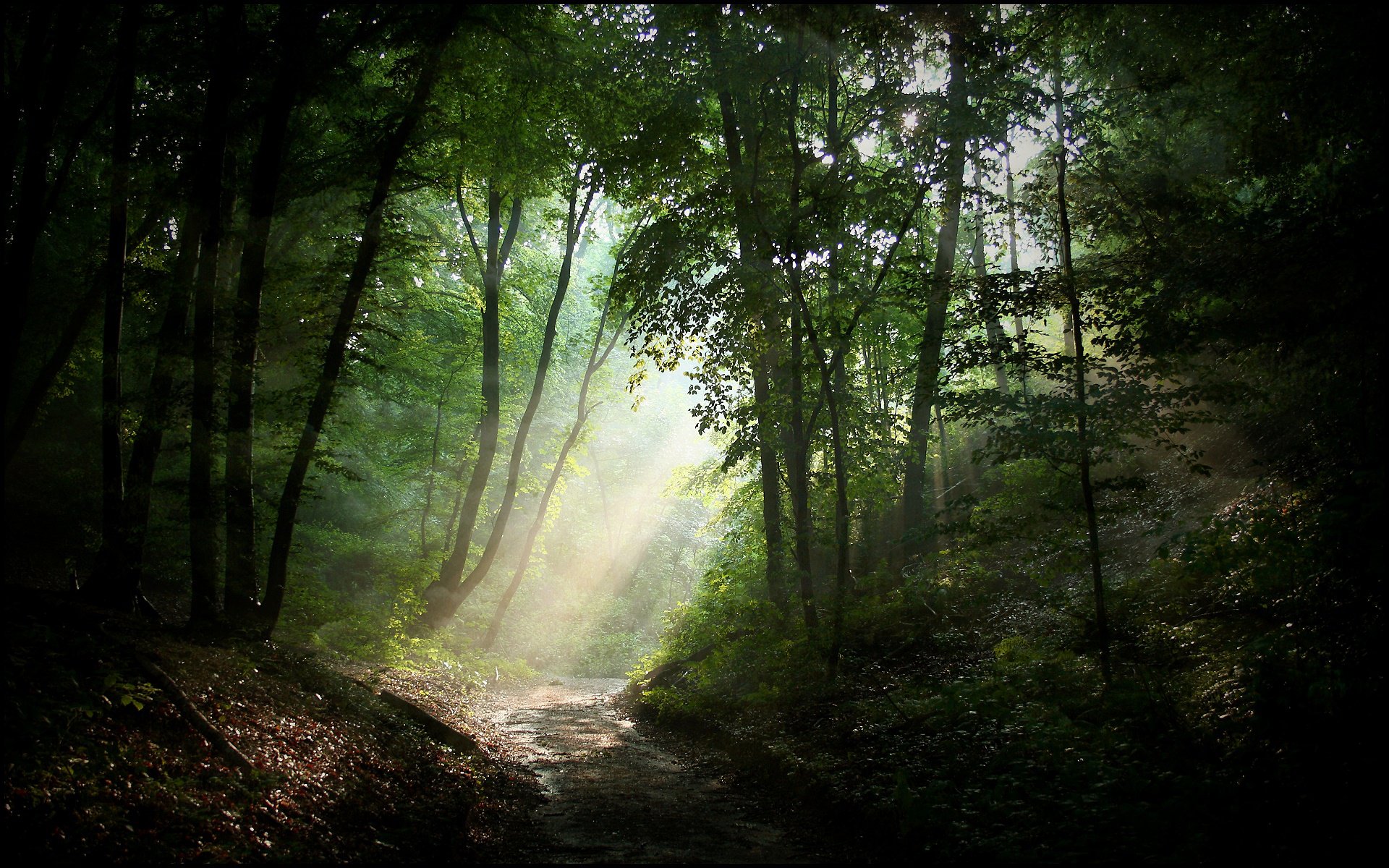 nature forest road light