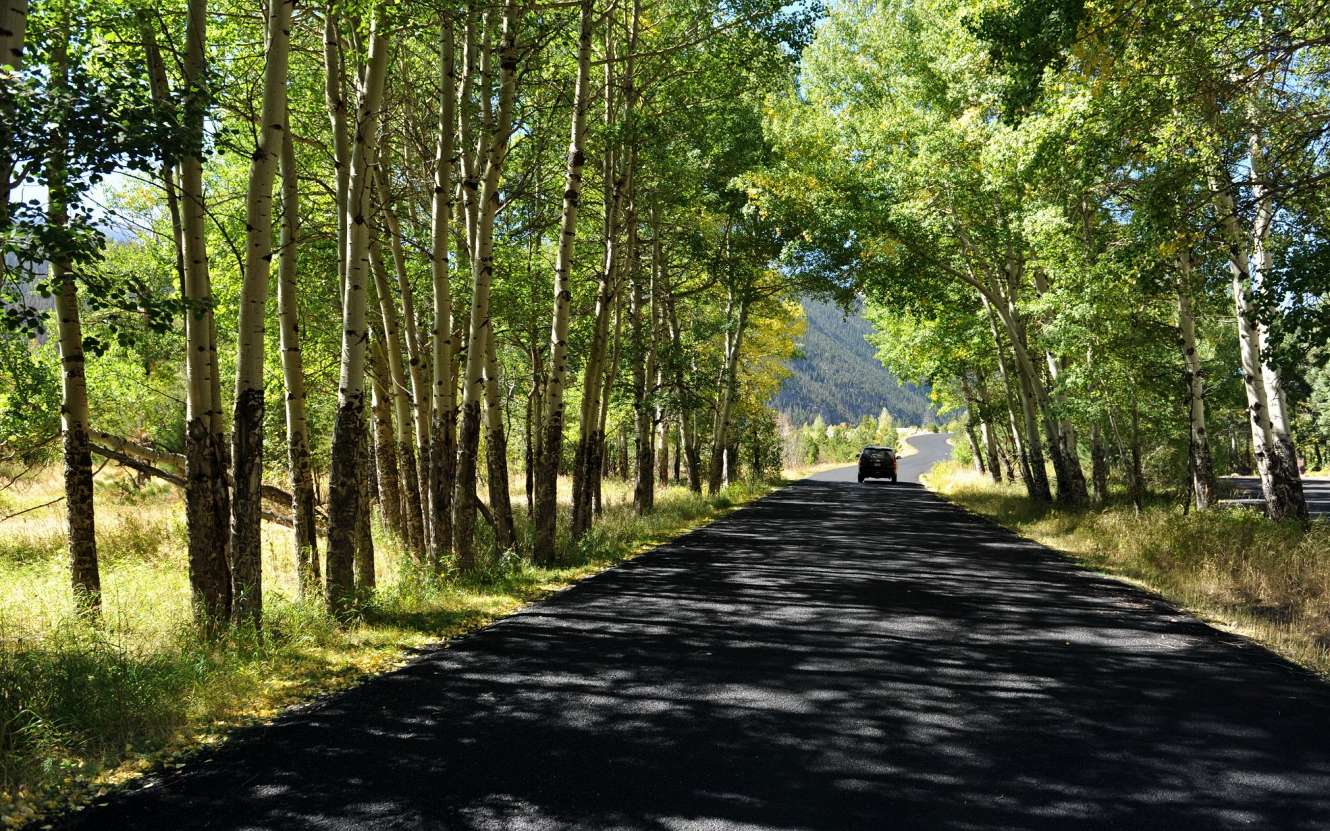 camino árboles verano