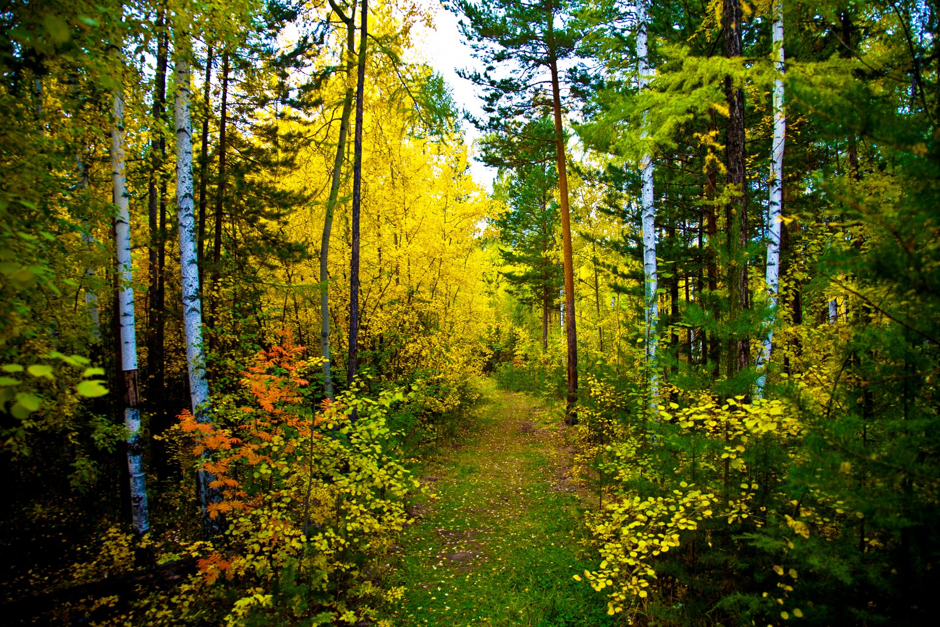 naturaleza bosque otoño sendero